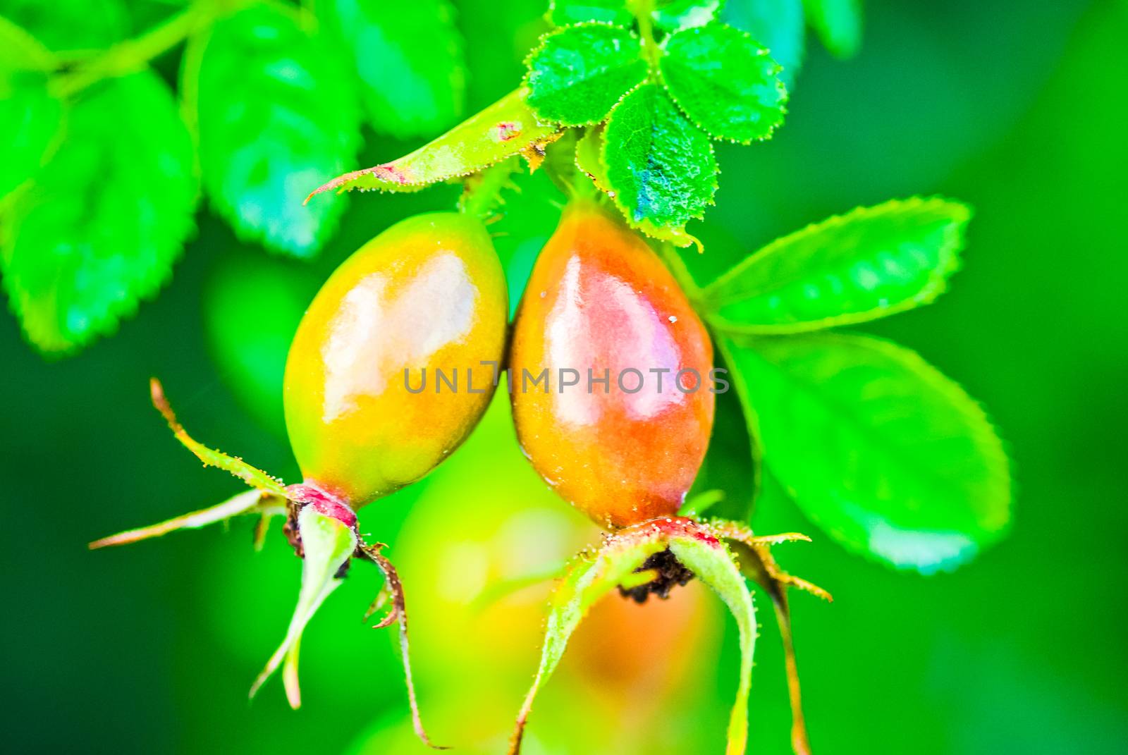 Rosehip fruit for herbal treatment, ripe rosehip fruit by paddythegolfer