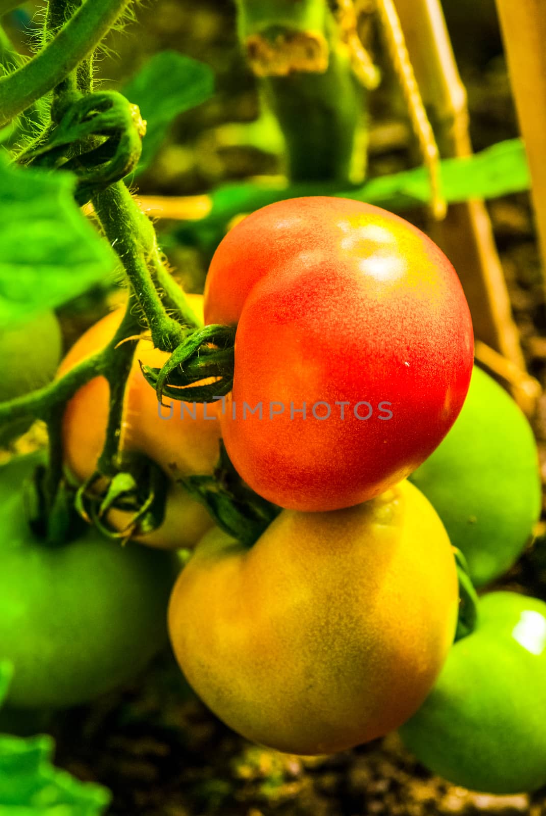 Tomatoes Growing on Plant in a greenhouse UK by paddythegolfer