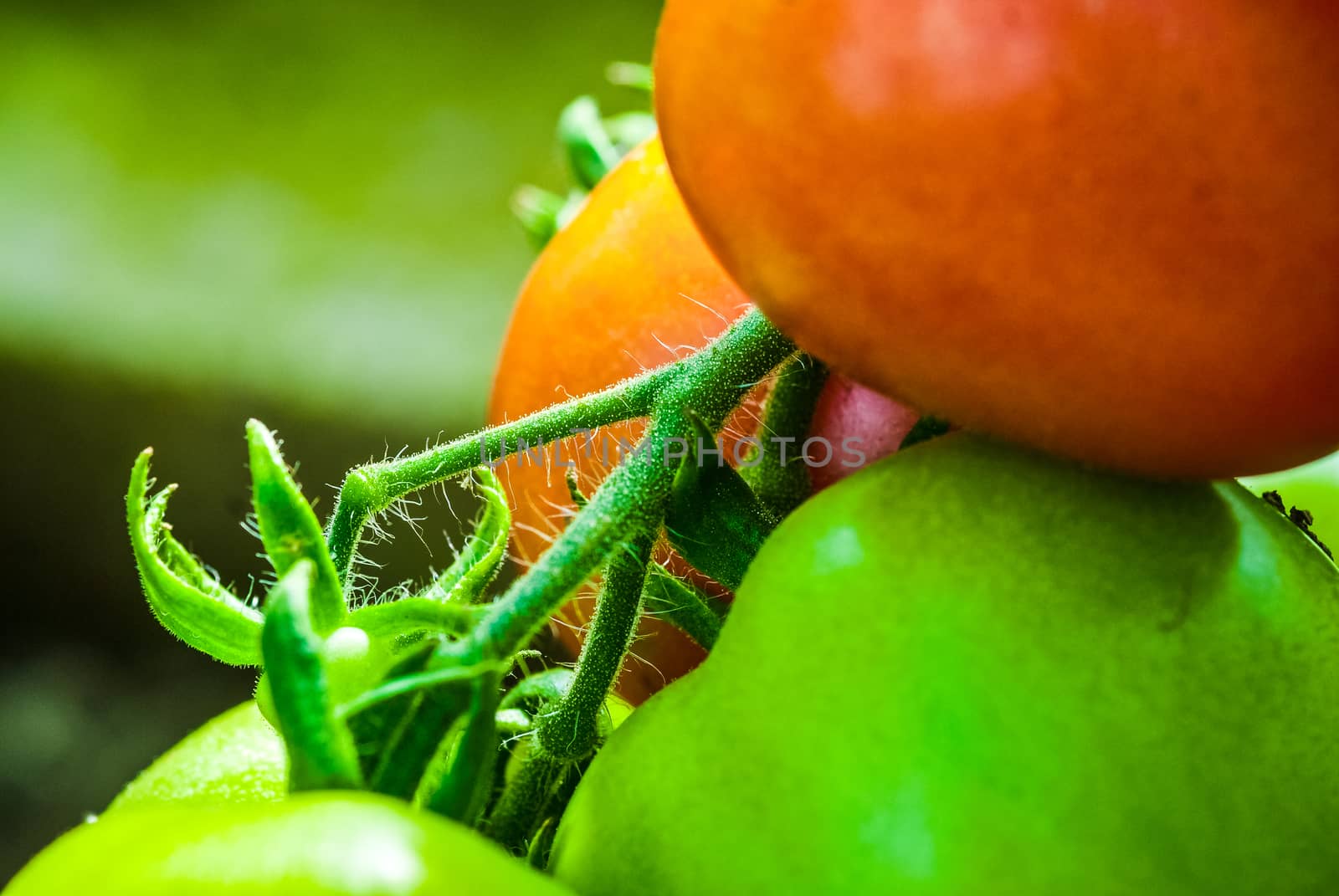 Tomatoes Growing on Plant in a greenhouse UK by paddythegolfer