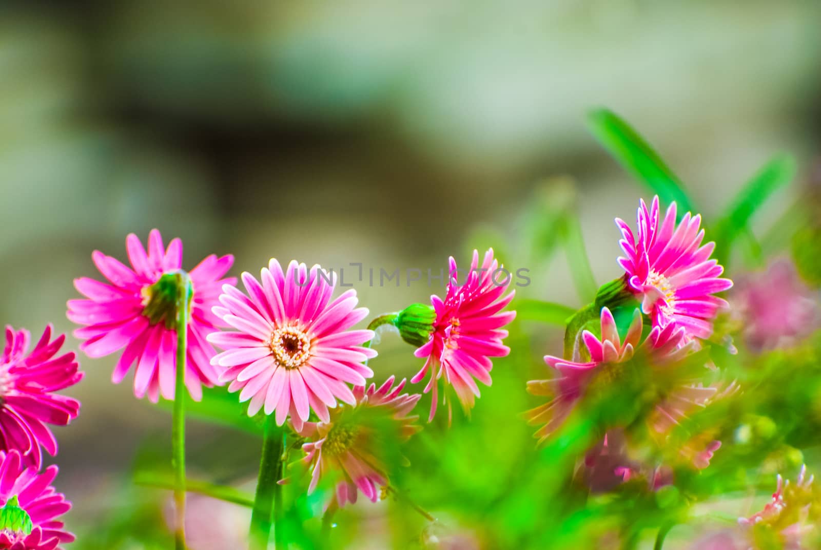 beautiful pink gerber in the garden with blurred background by paddythegolfer