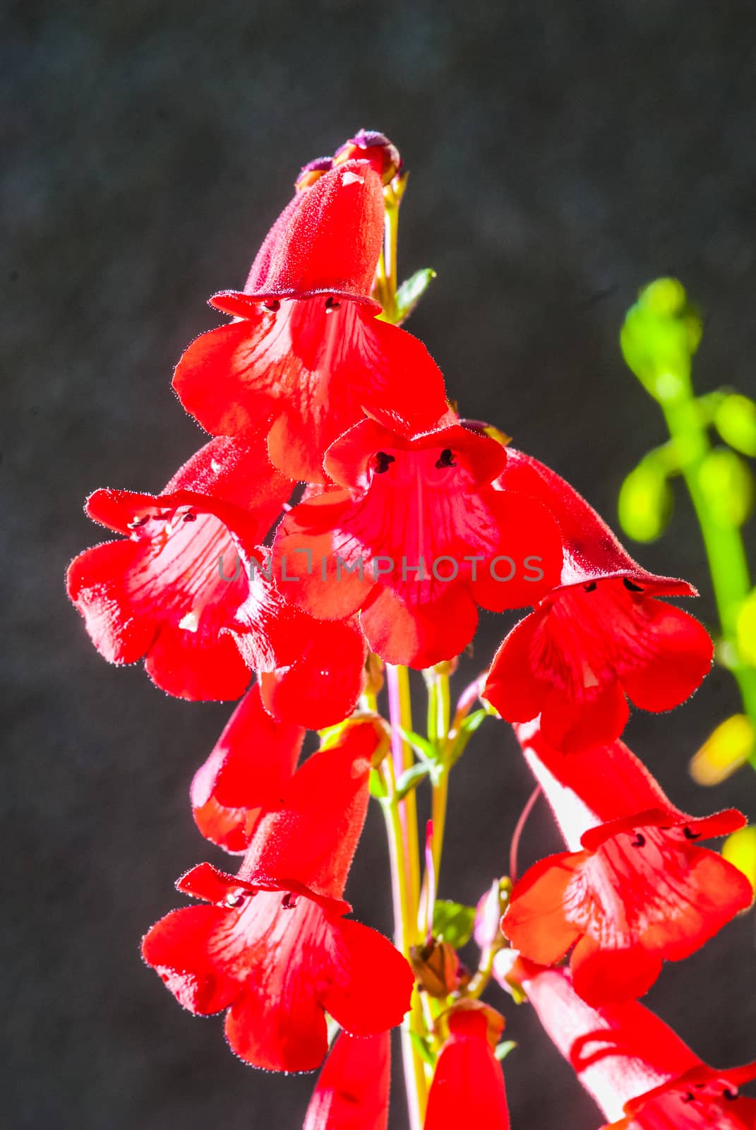 Tobacco flower. Nicotiana alata. Tobacco plant. by paddythegolfer