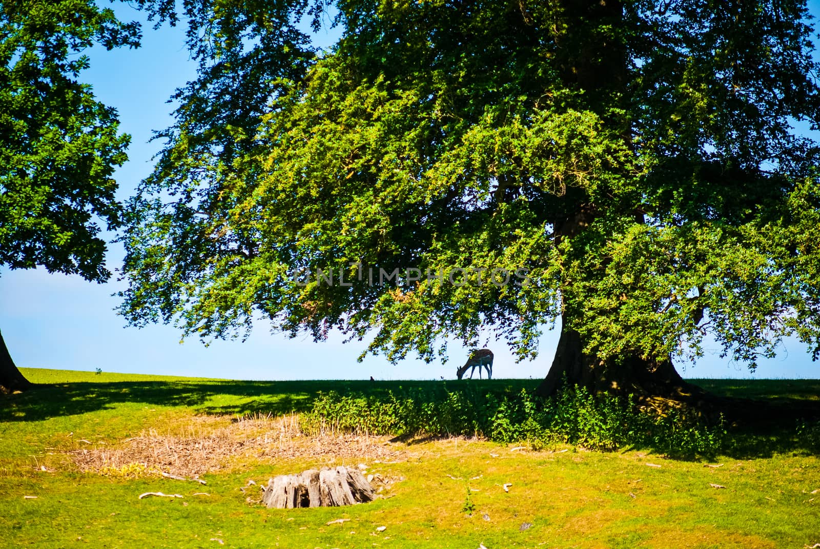 Old Oak tree in meadow with fallow deer UK