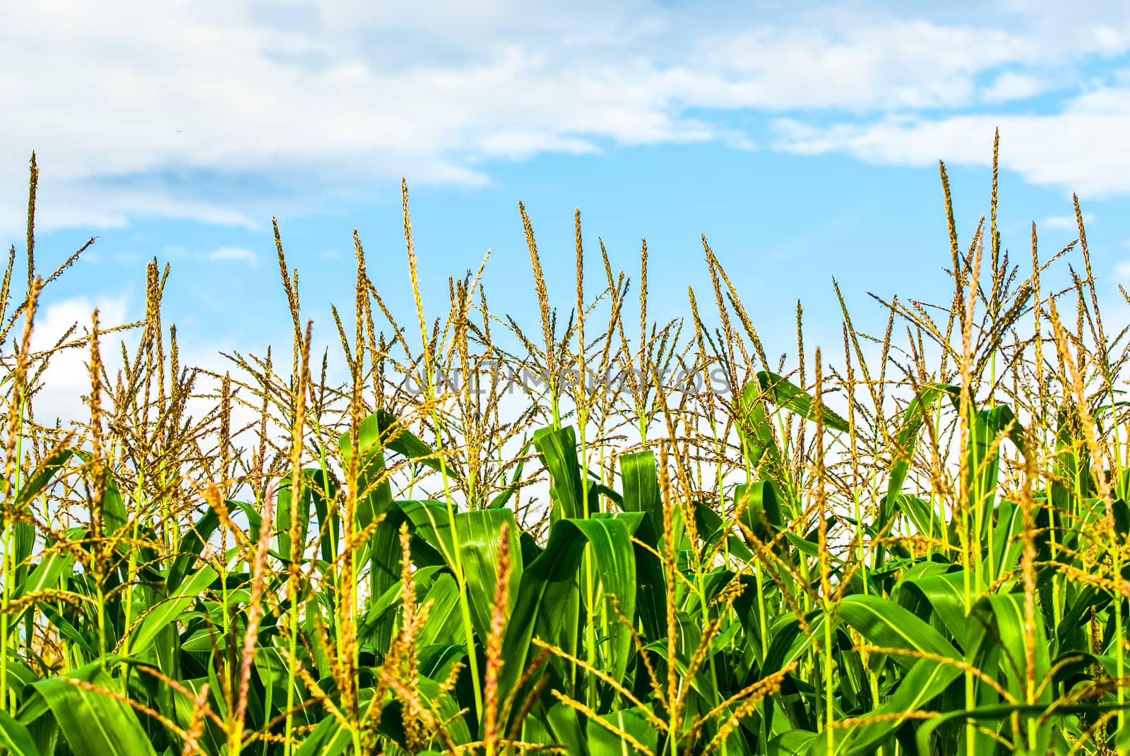 Corn farm against blue sky in Summertime by paddythegolfer