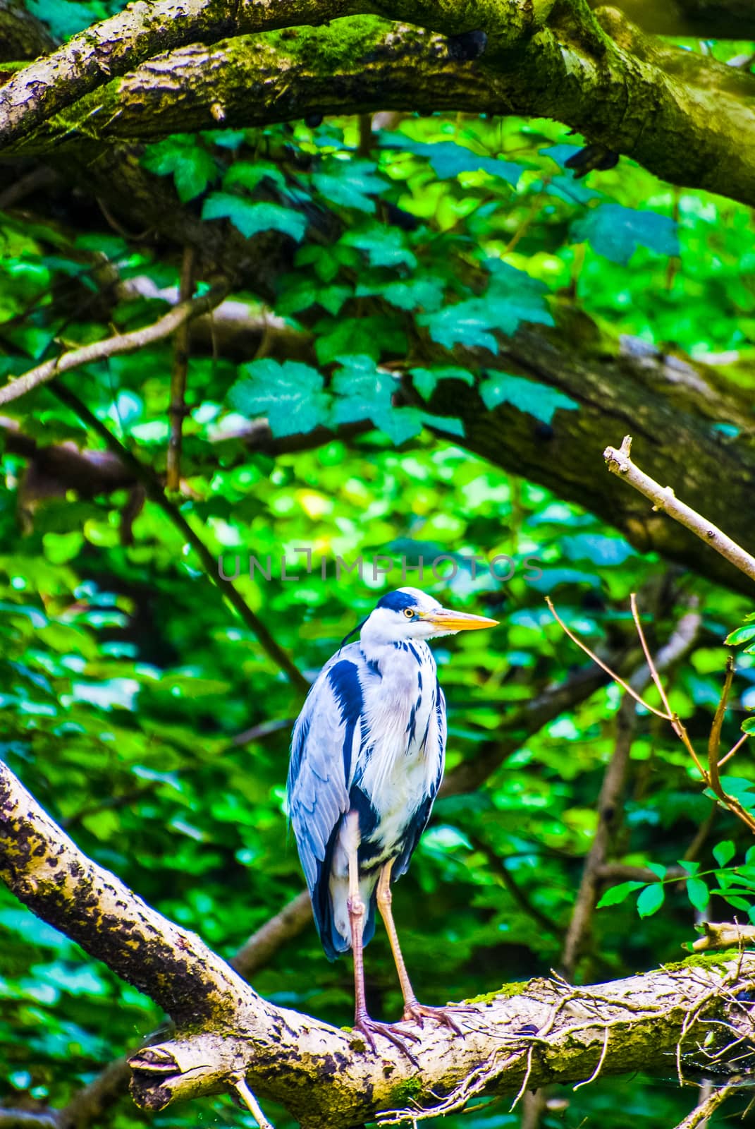 White faced grey heron perched on a branch by the river