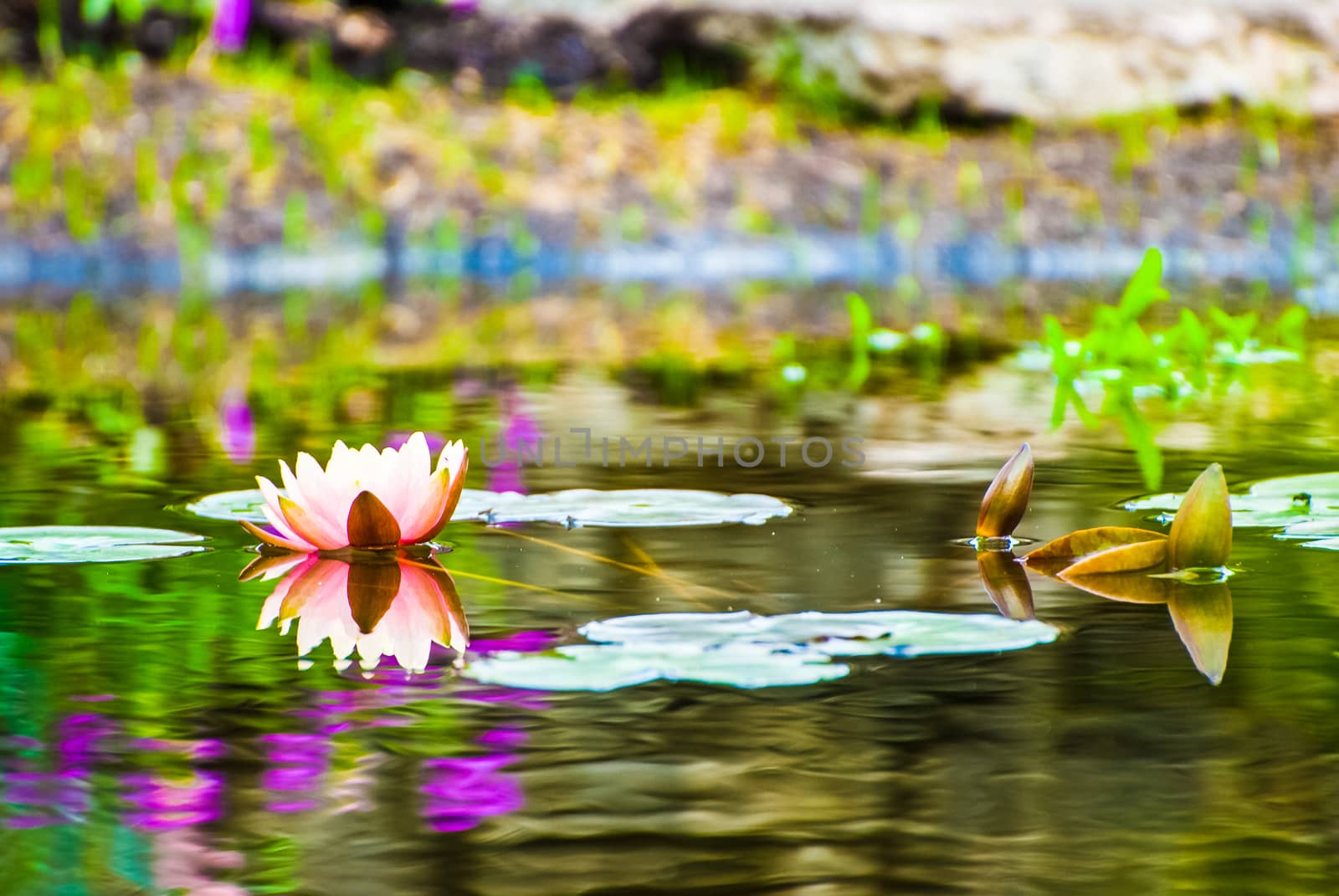 Peach coloured water lily in garden pond by paddythegolfer