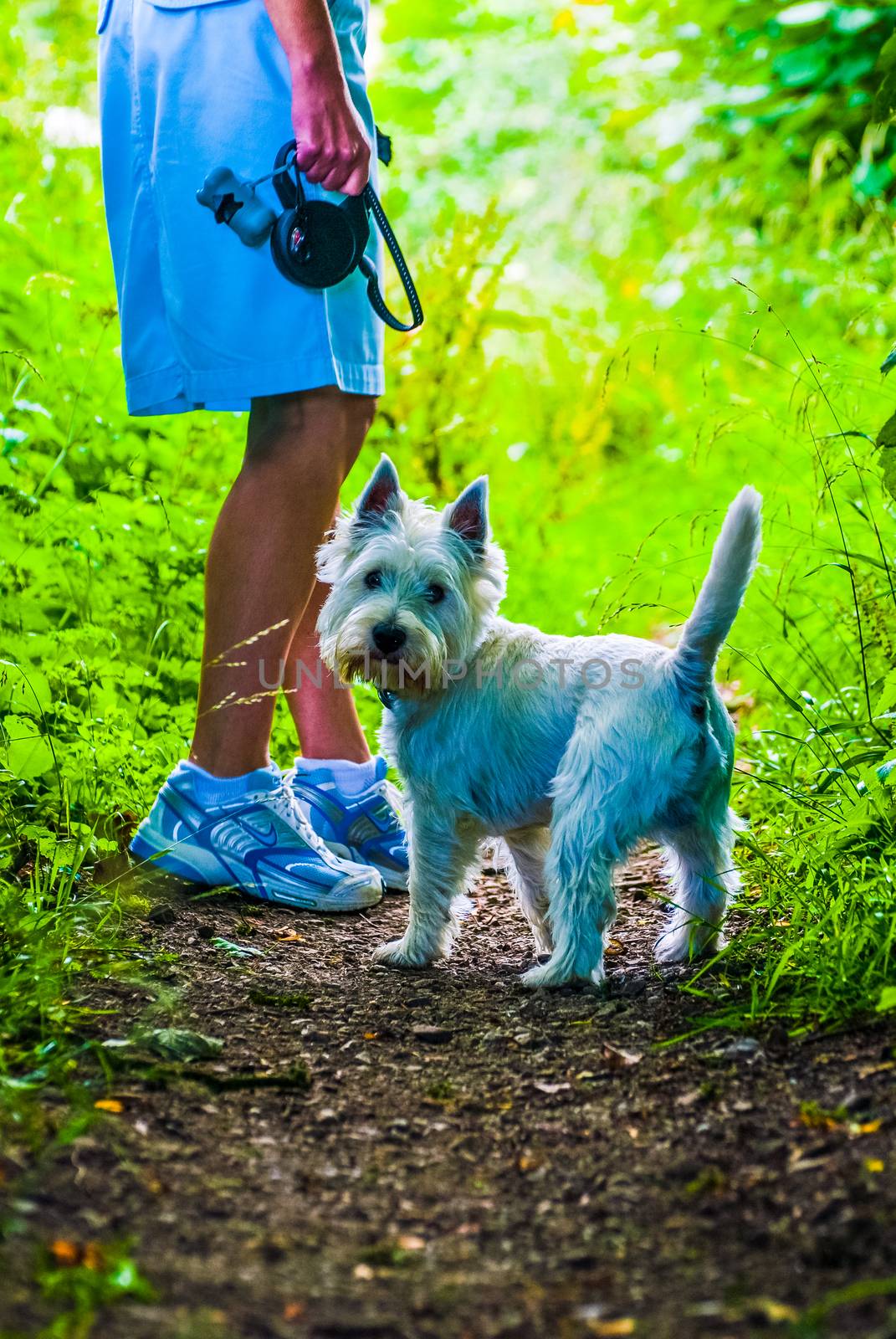 Caucasian elderly stylish woman walking her small white dog by paddythegolfer