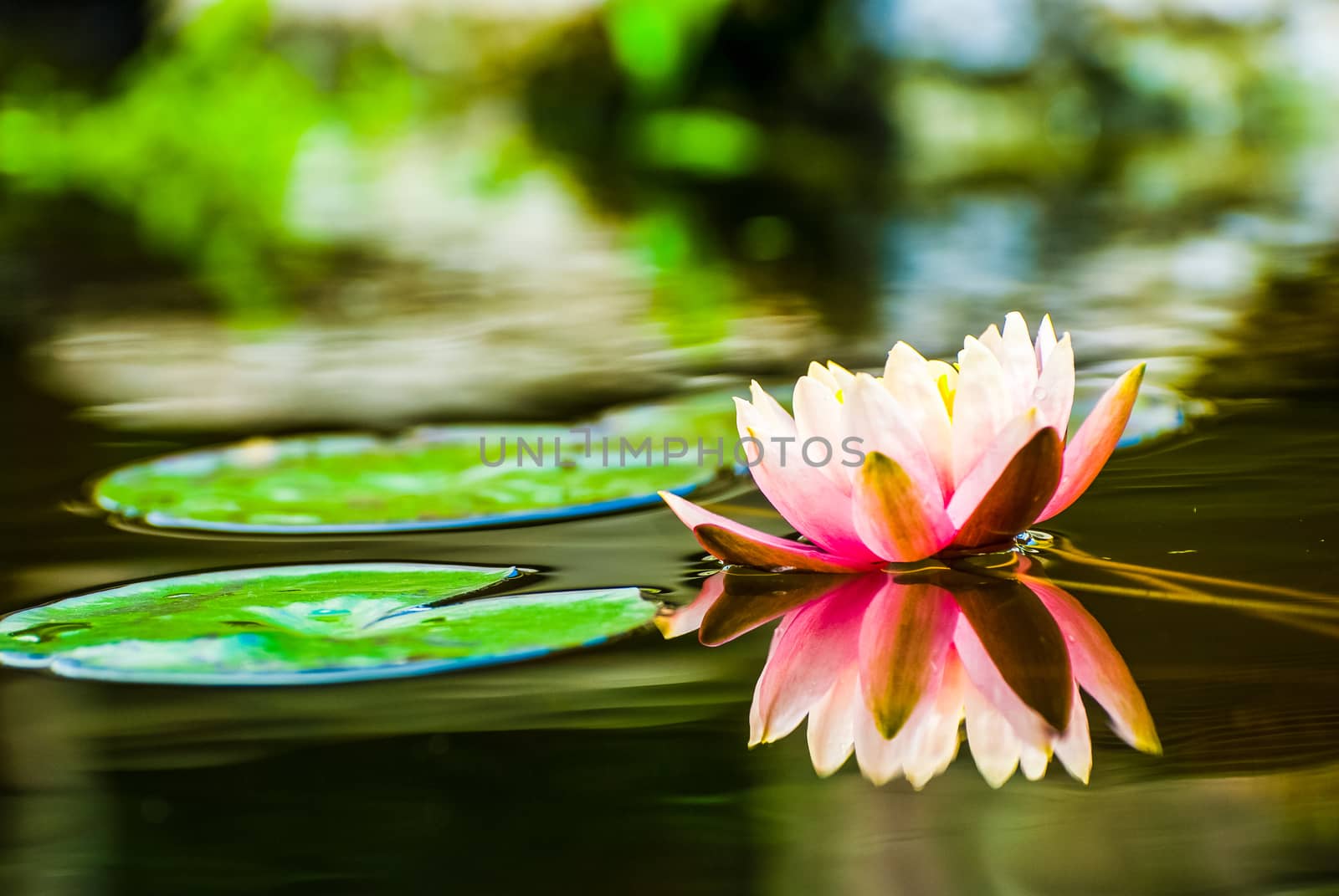 Peach coloured water lily in mirror pond