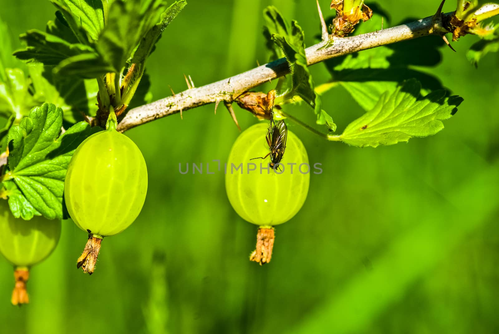 some ripening gooseberries on the branch by paddythegolfer