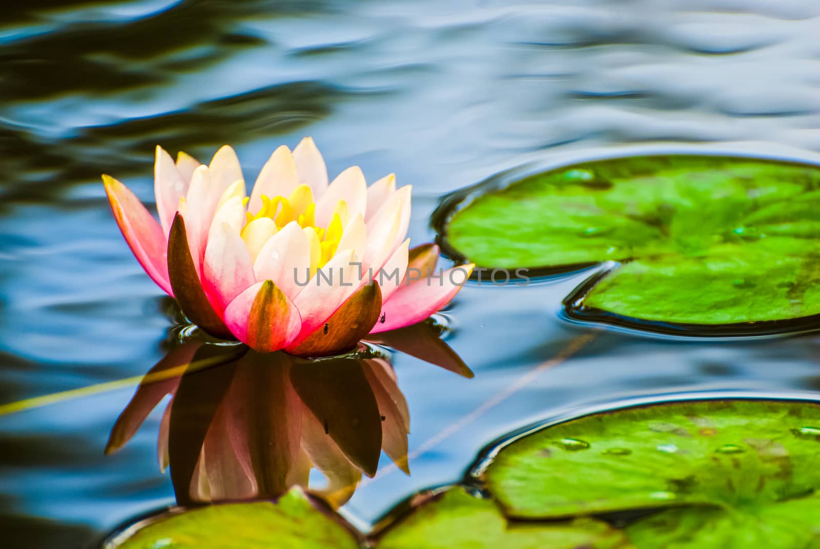 Peach coloured water lily in mirror pond