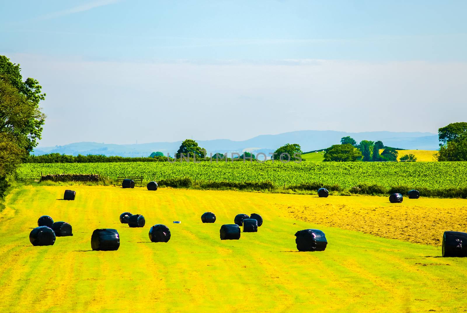 Bales of silage on a field in summertime just after grass cutting UK