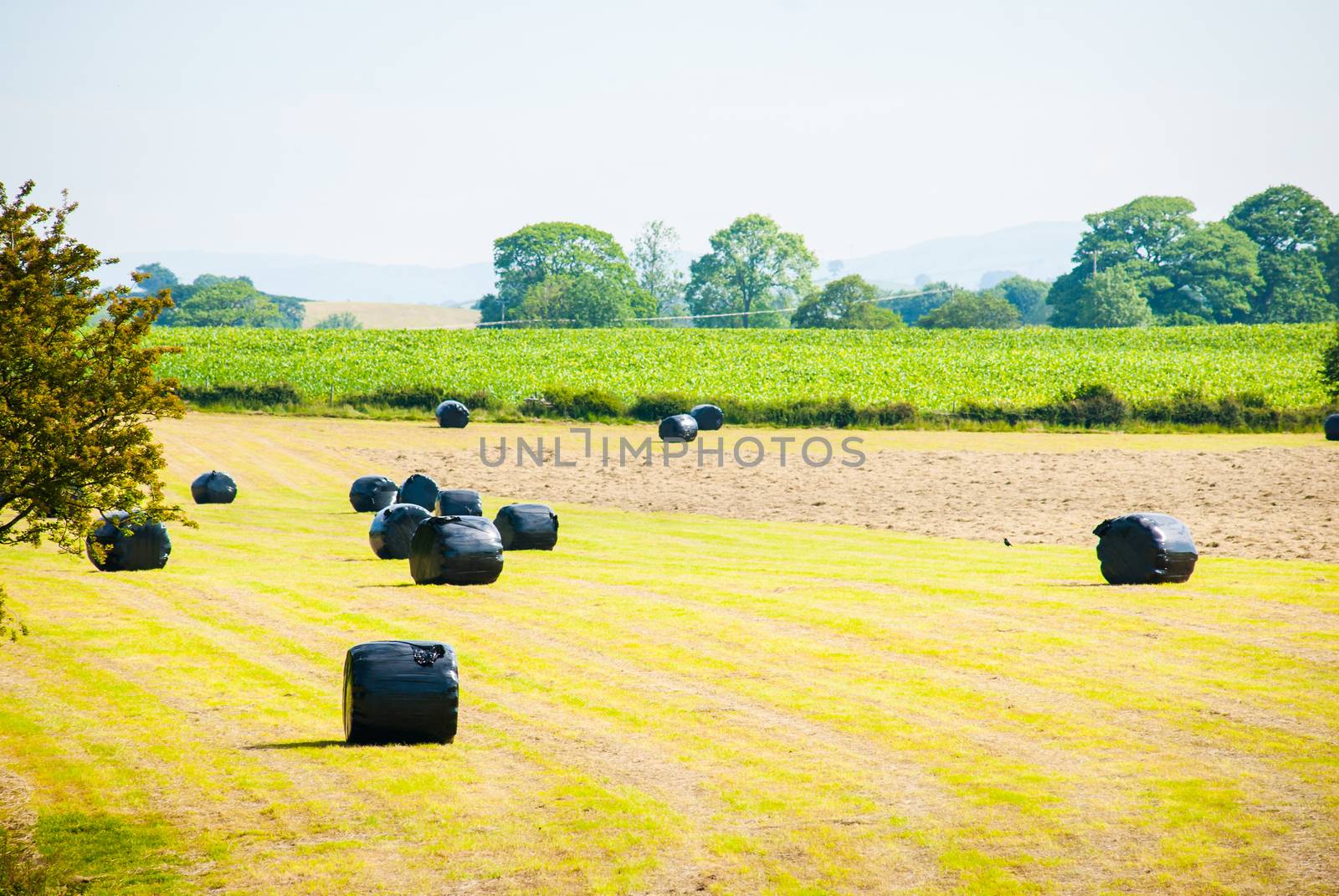 Bales of silage on a field in summertime just after grass cutting by paddythegolfer