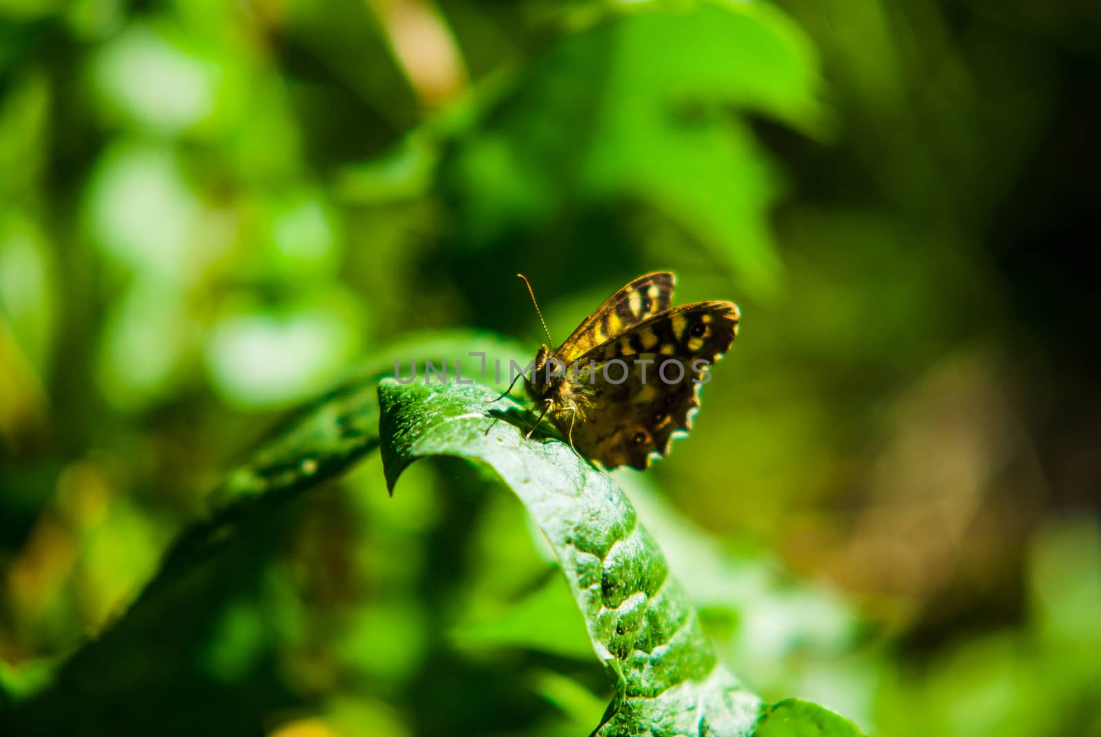 A Butterfly, Painted Lady, flower. Its wings are half open and it is looking away from the camera. by paddythegolfer