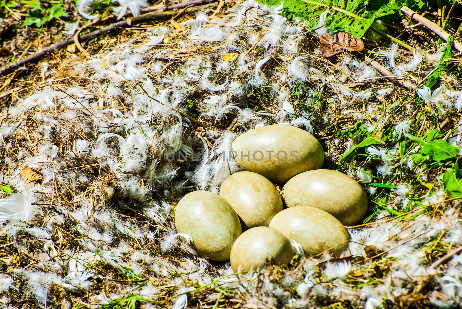Ground Pheasant nest with six eggs