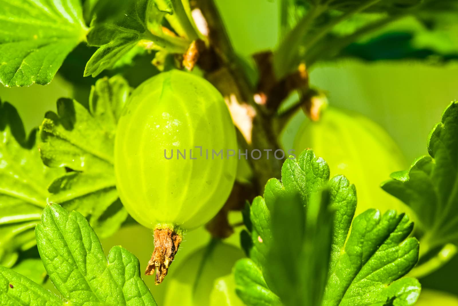 some ripening gooseberries on the branch by paddythegolfer