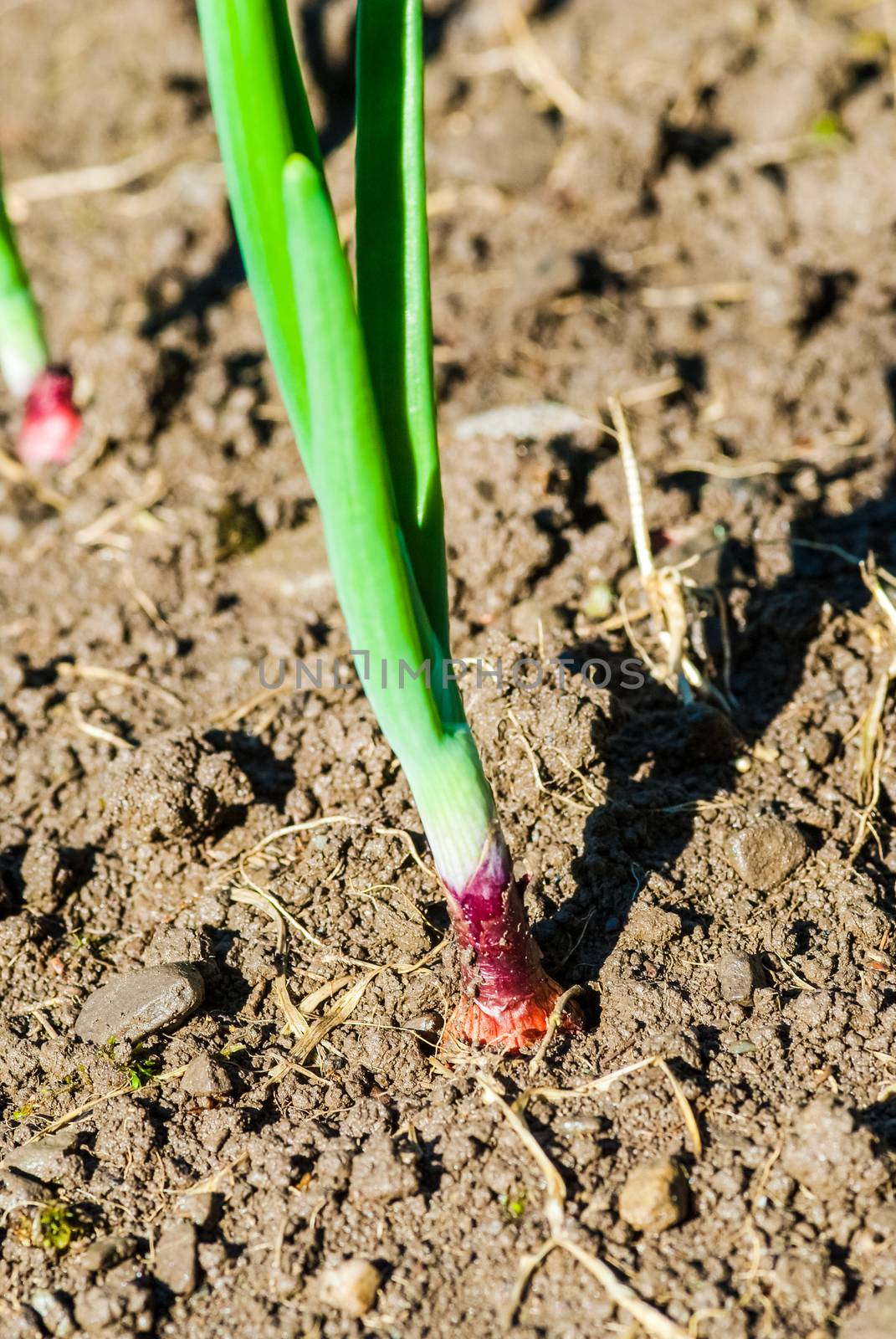 organically growing onions, variety in a vegetable garden UK