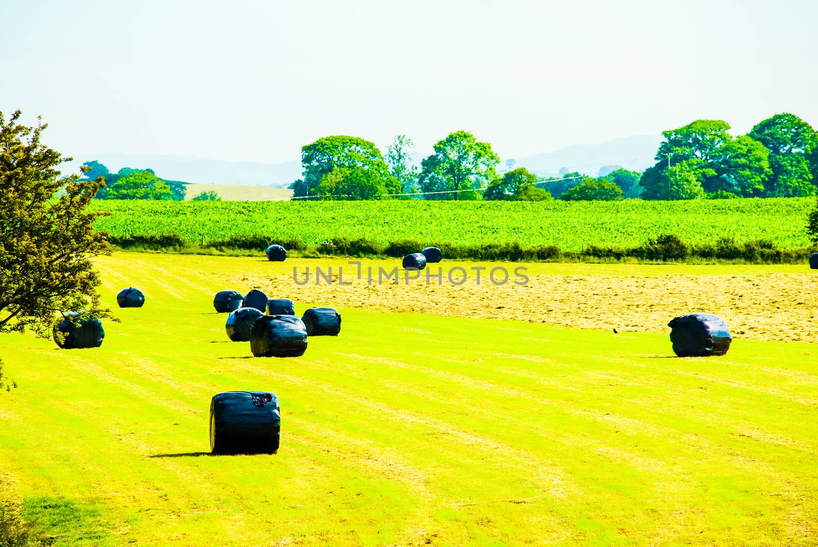 Bales of silage on a field in summertime just after grass cutting by paddythegolfer