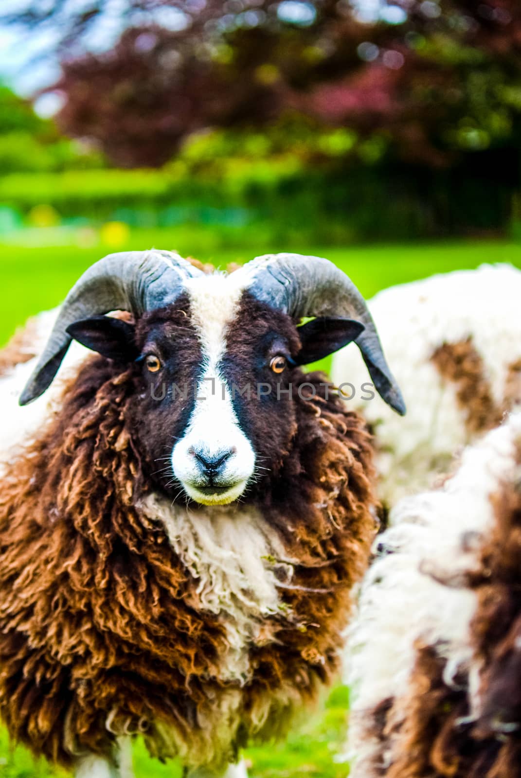 black and white Jacob sheep in a farm field