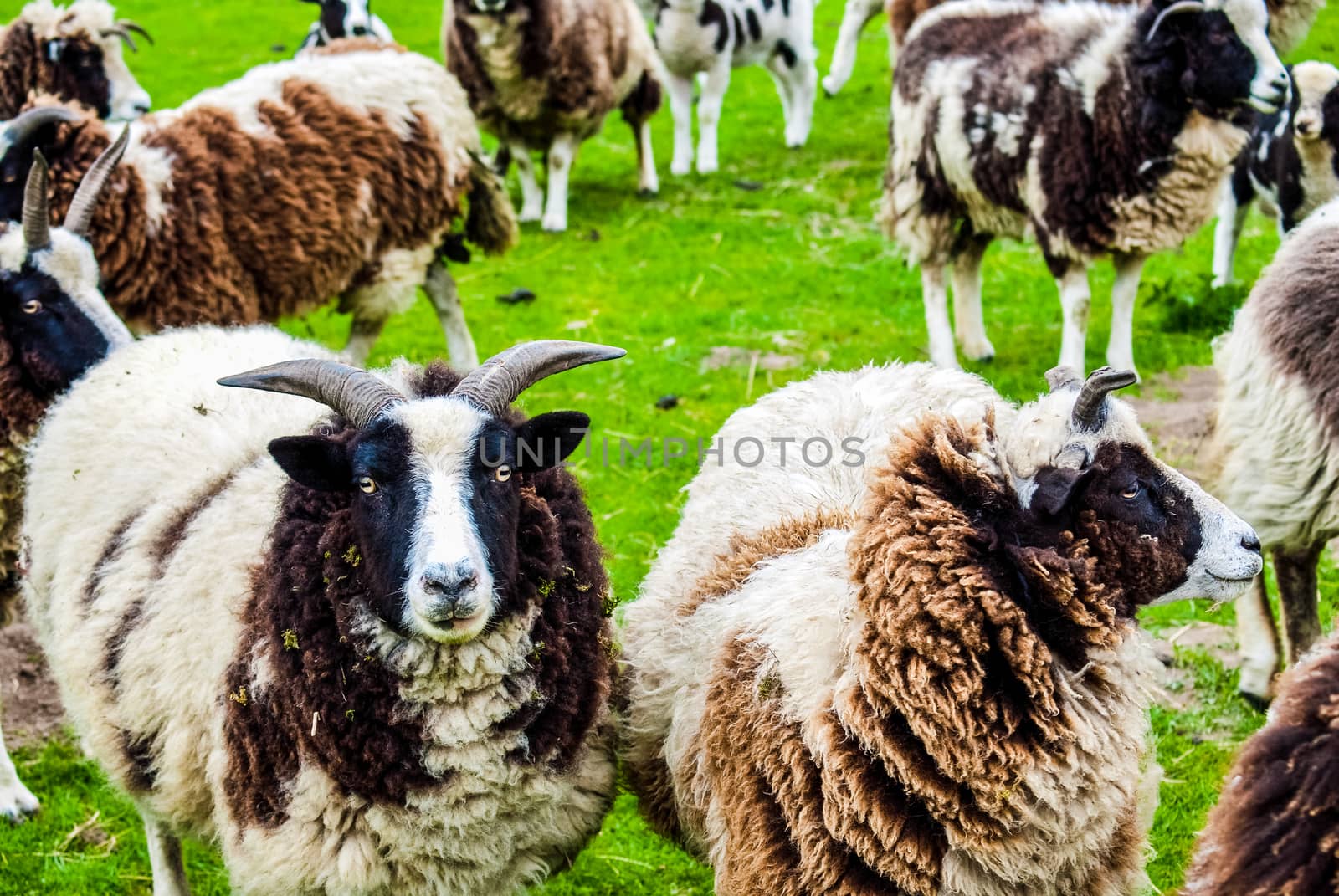 black and white Jacob sheep in a farm field