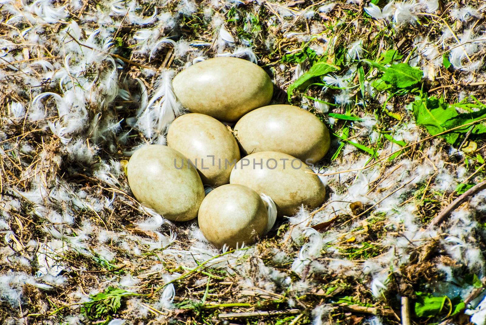 Ground Pheasant nest with six eggs UK by paddythegolfer