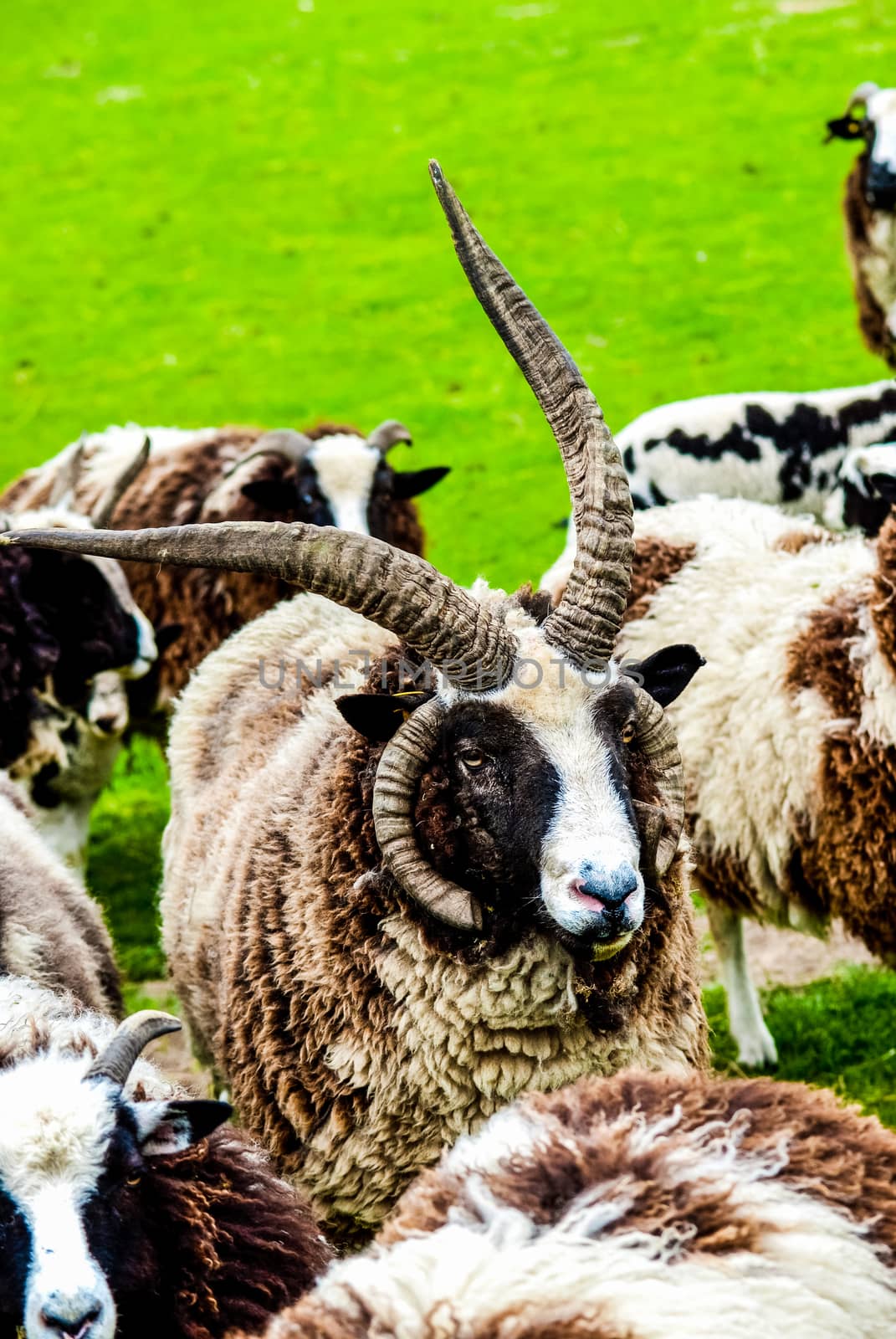 black and white Jacob sheep in a farm field UK by paddythegolfer