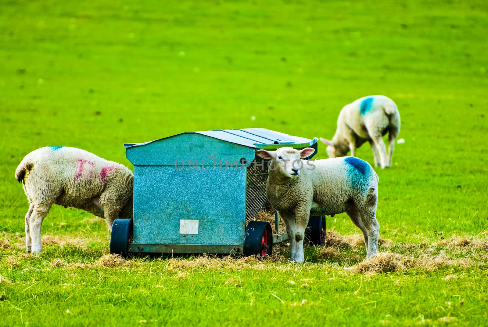 Spring Lamb Feeding from a Trough in a Farm Field UK