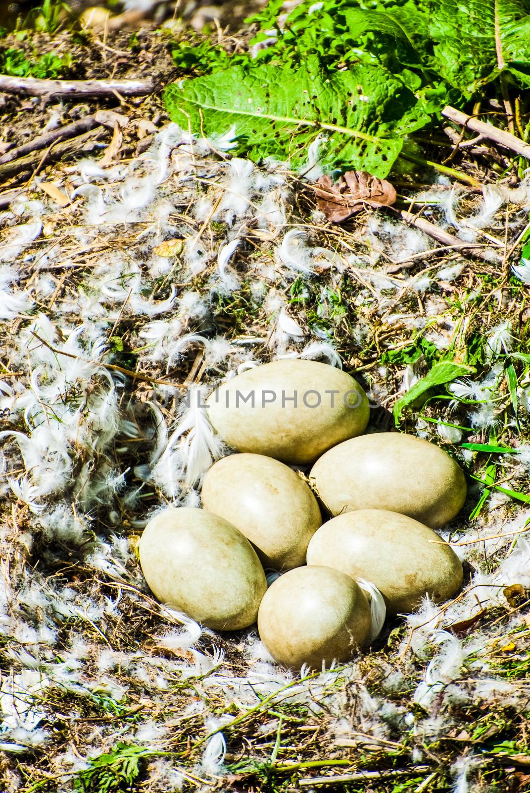 Ground Pheasant nest with six eggs