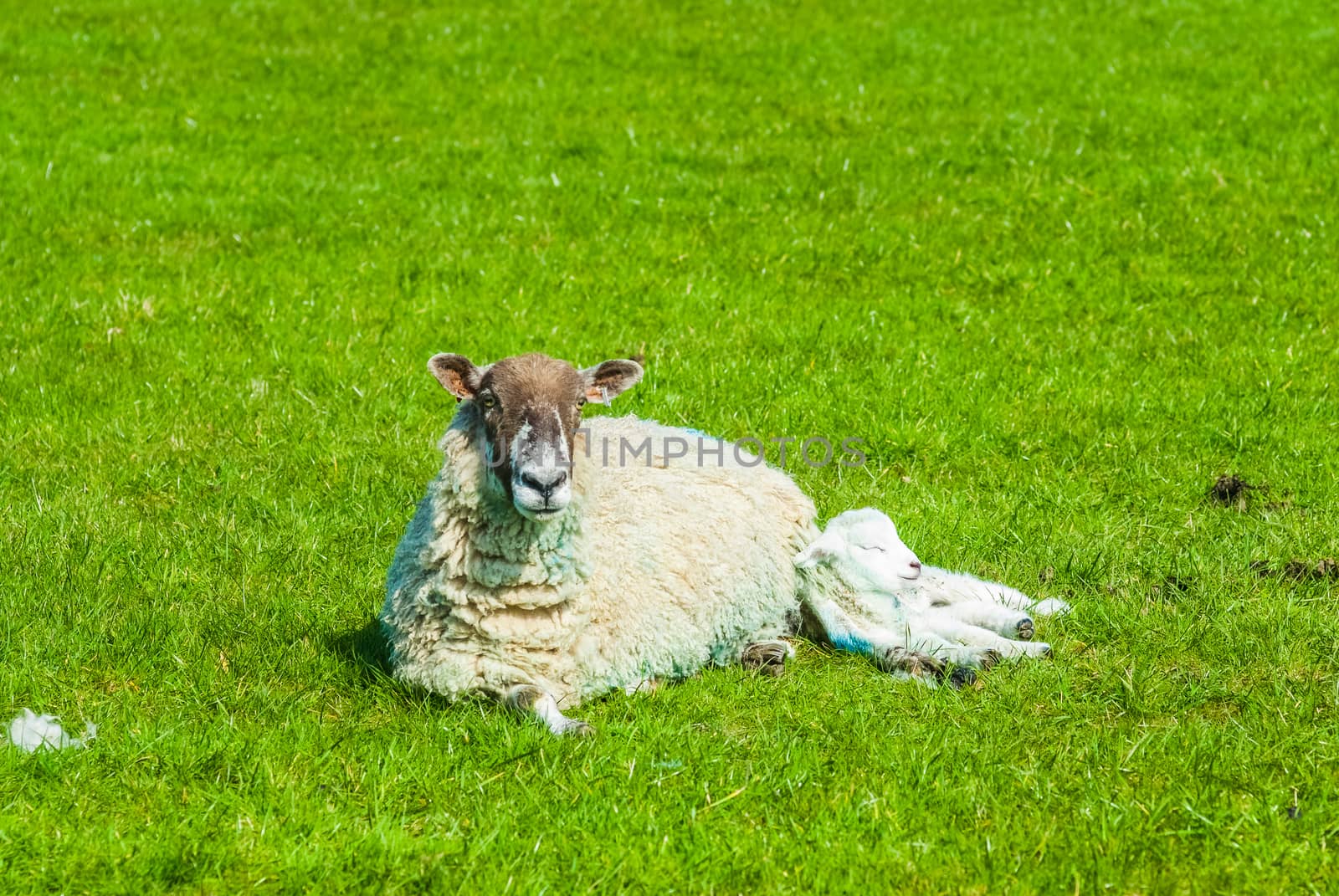 sheep and its lamb in a field in Springtime