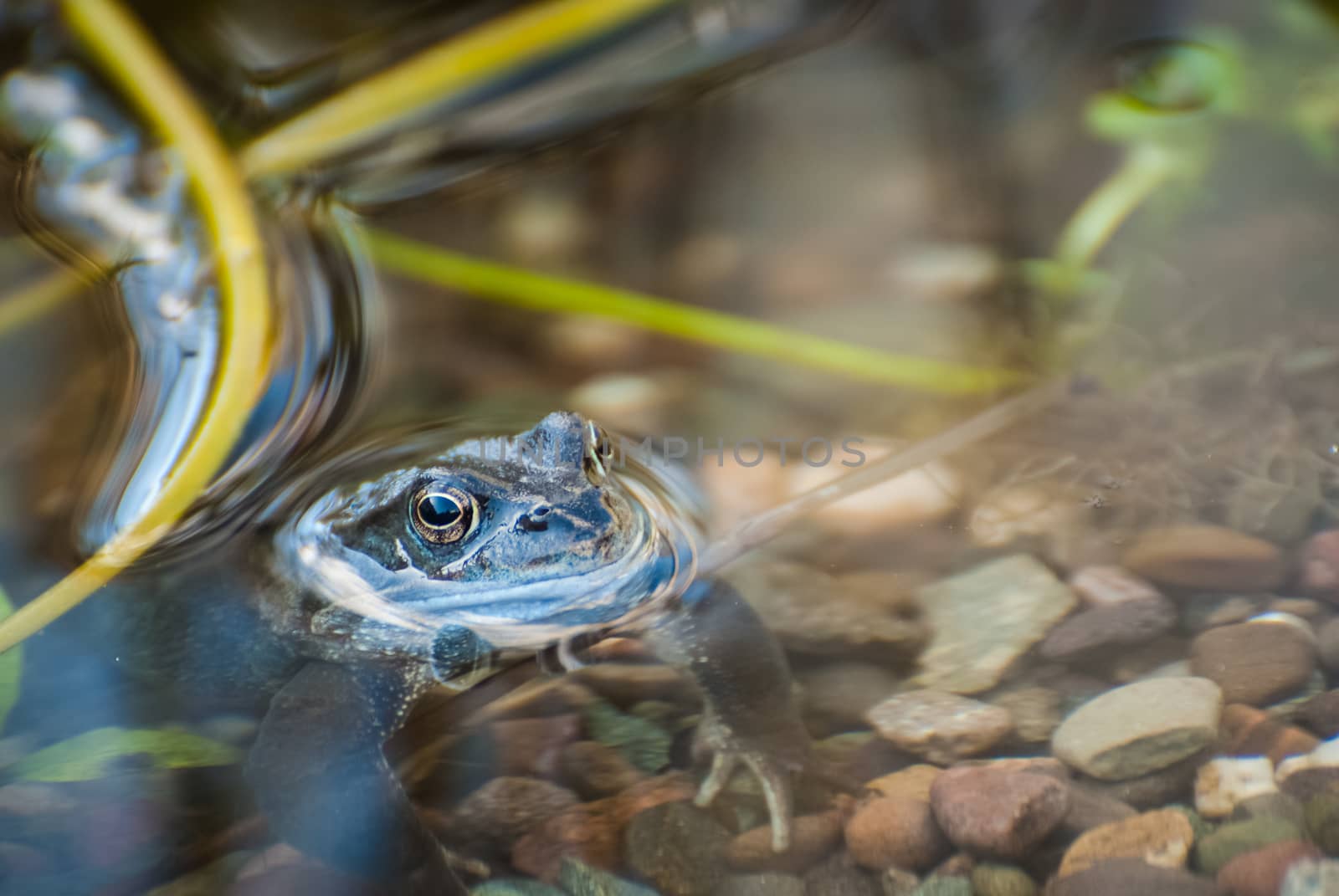 Beautiful frog in garden pond in the evening sun. UK by paddythegolfer