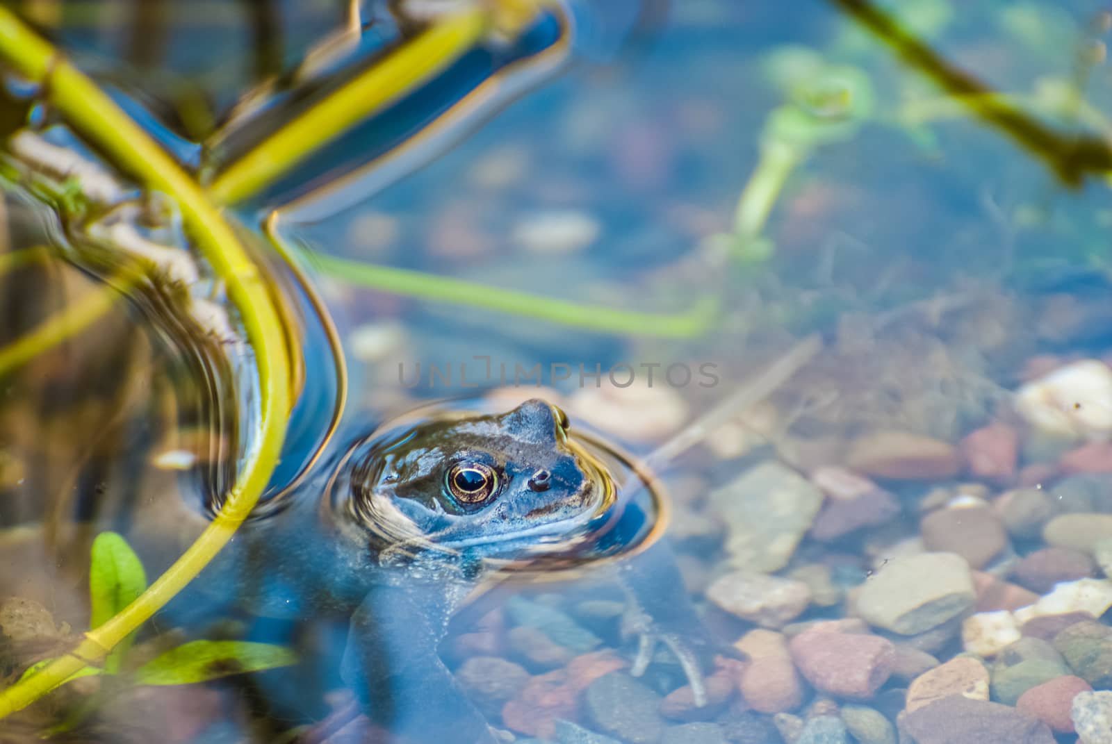 Beautiful frog in garden pond in the evening sun. UK by paddythegolfer