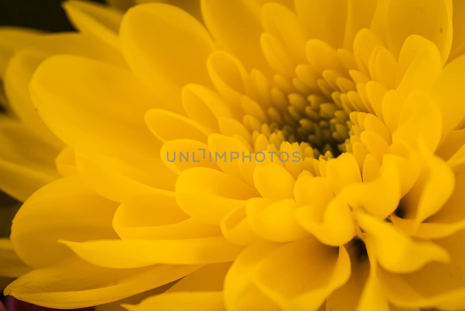 Close up from top of a yellow flower. by paddythegolfer