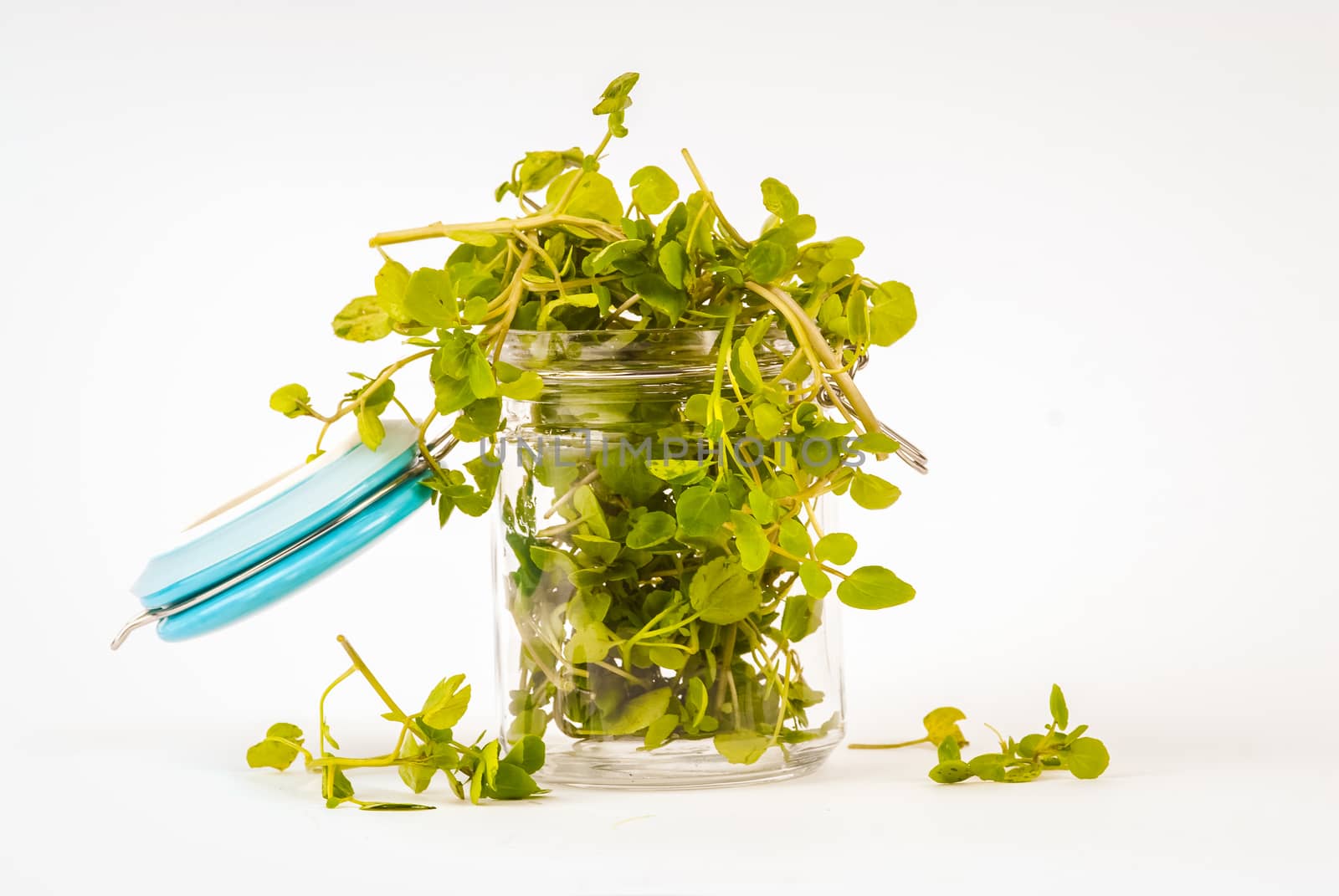 Watercress in a glass jar on plain white background UK