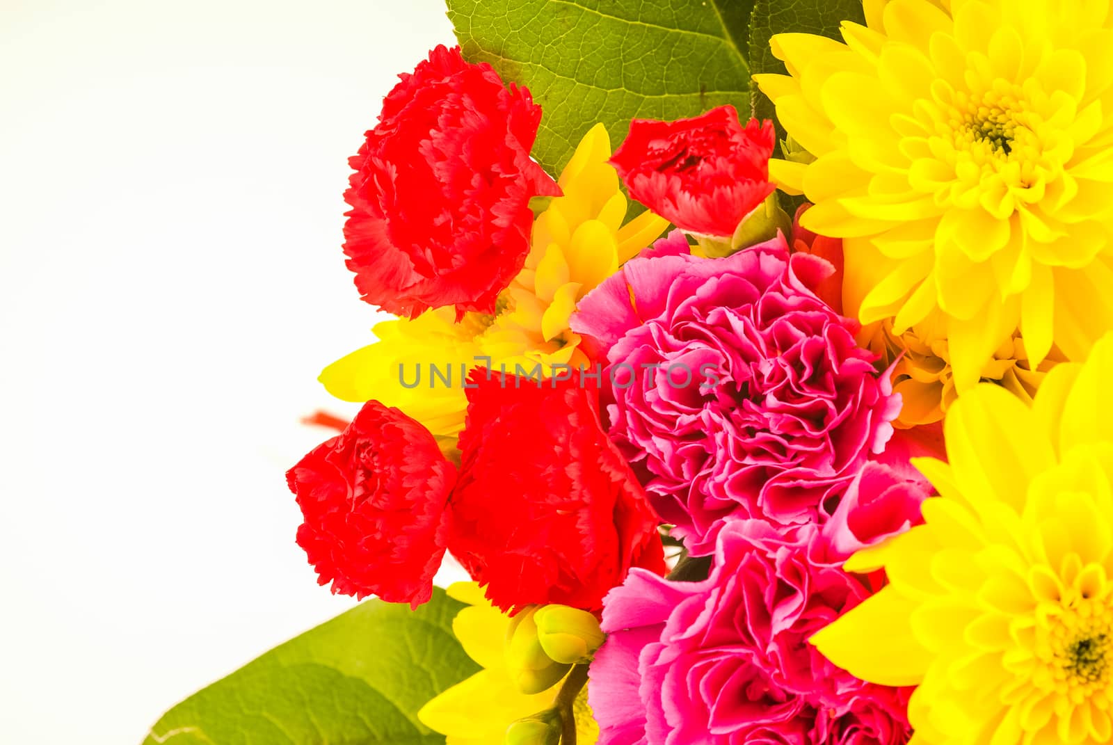 bright coloured flowers isolated on white background UK