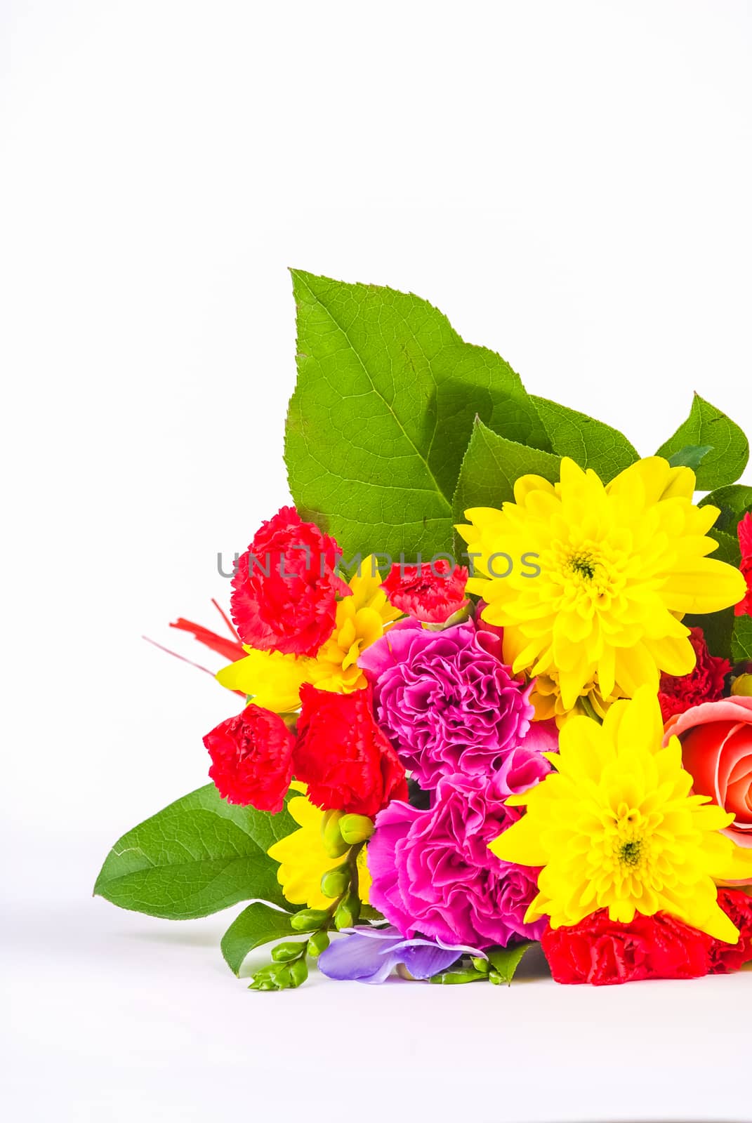 bright coloured flowers isolated on white background UK