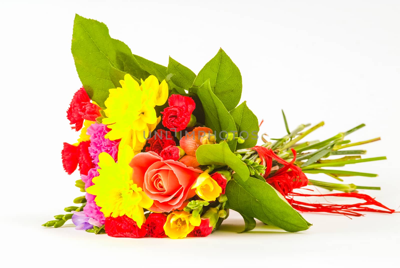 bright coloured flowers isolated on white background UK