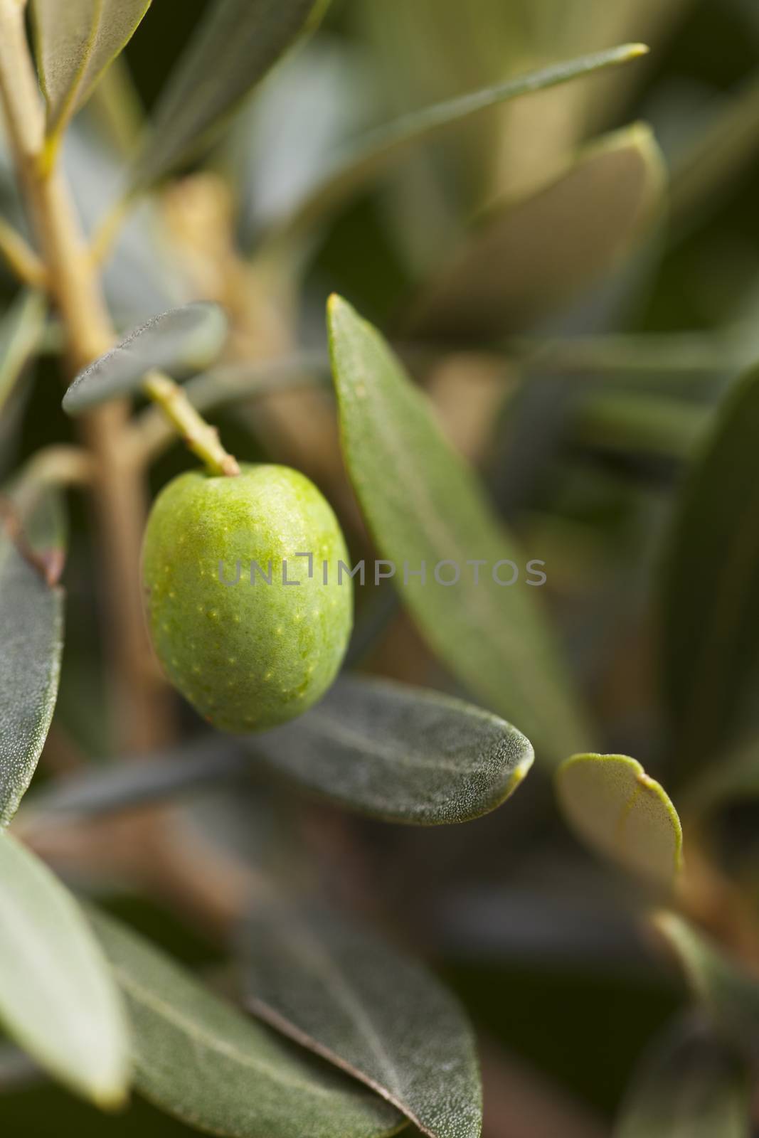 green olive fruit on a tree