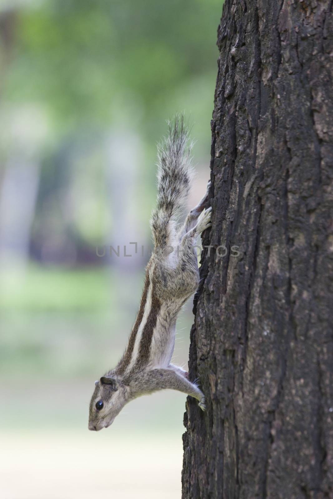 indian squirrel on a tree