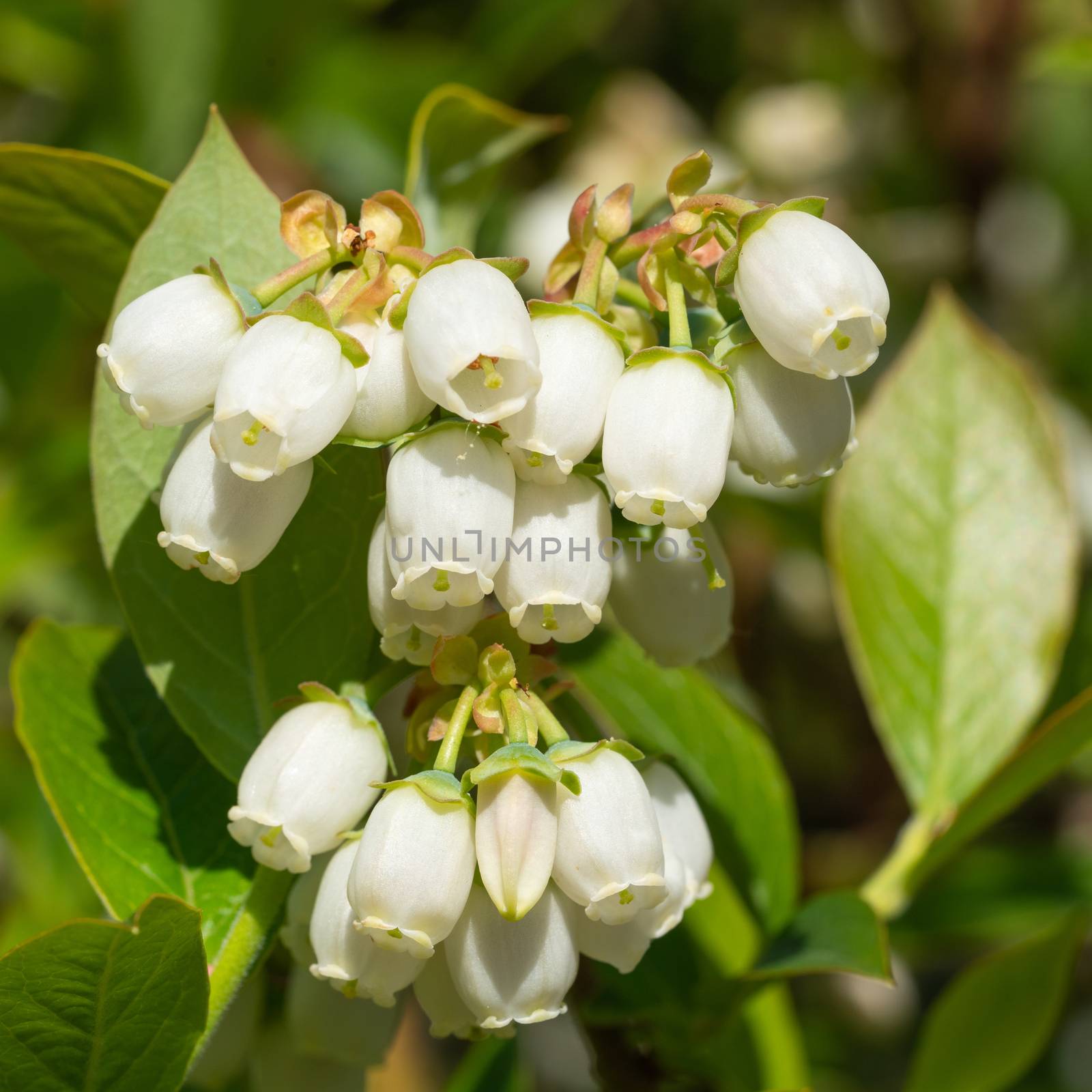 Blueberry, Vaccinium myrtillus by alfotokunst