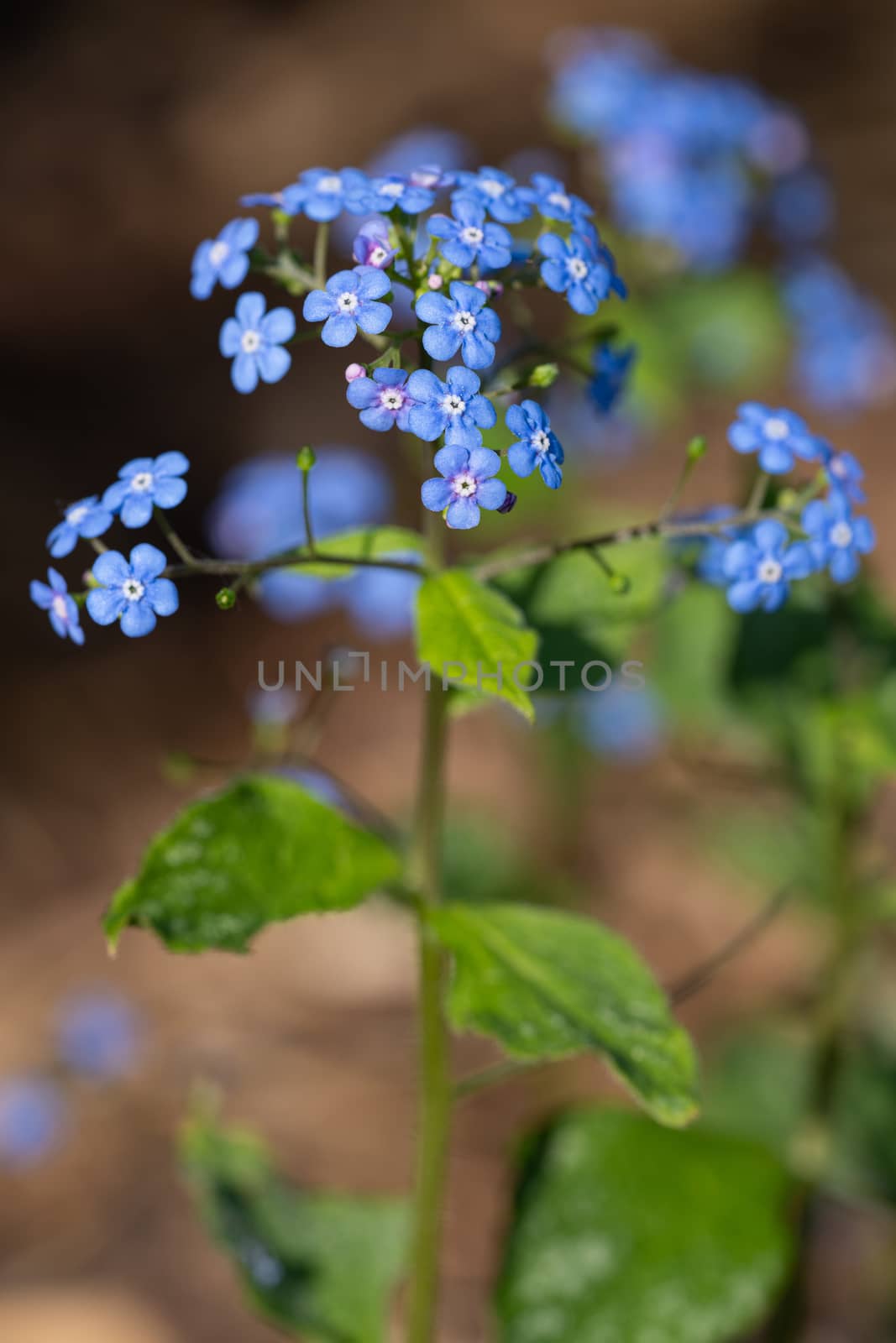 Siberian bugloss, Brunnera macrophylla by alfotokunst