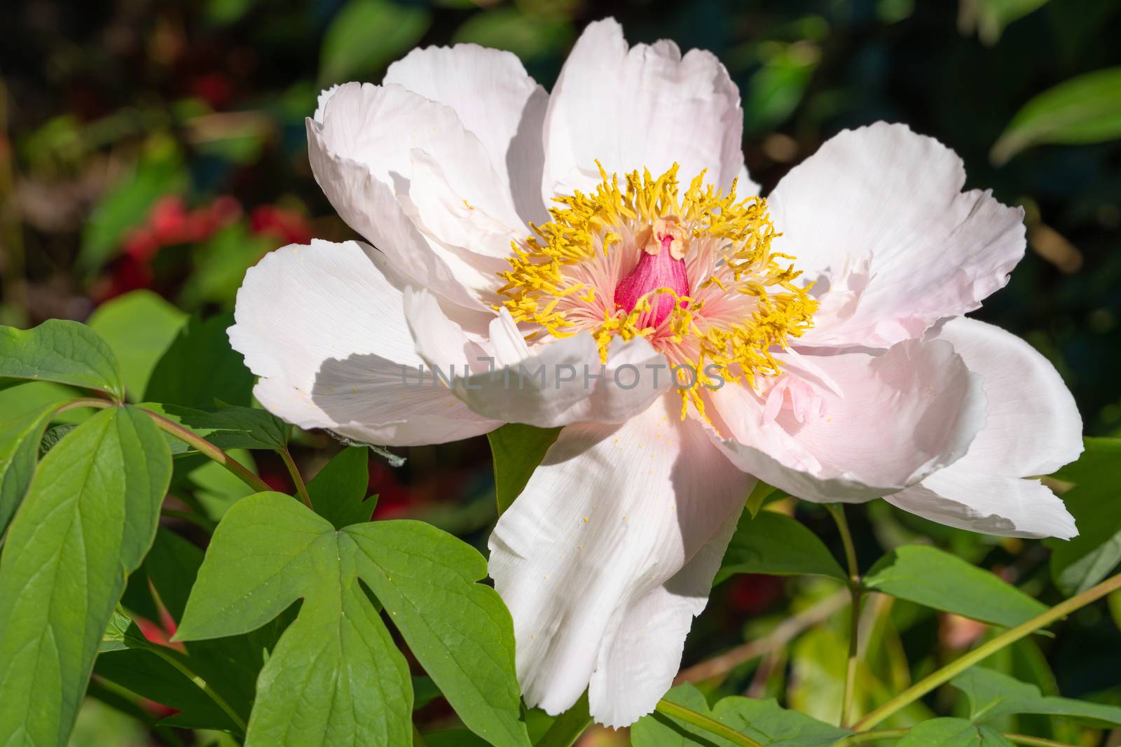 Peony (Paeonia lactiflora), flowers of summer