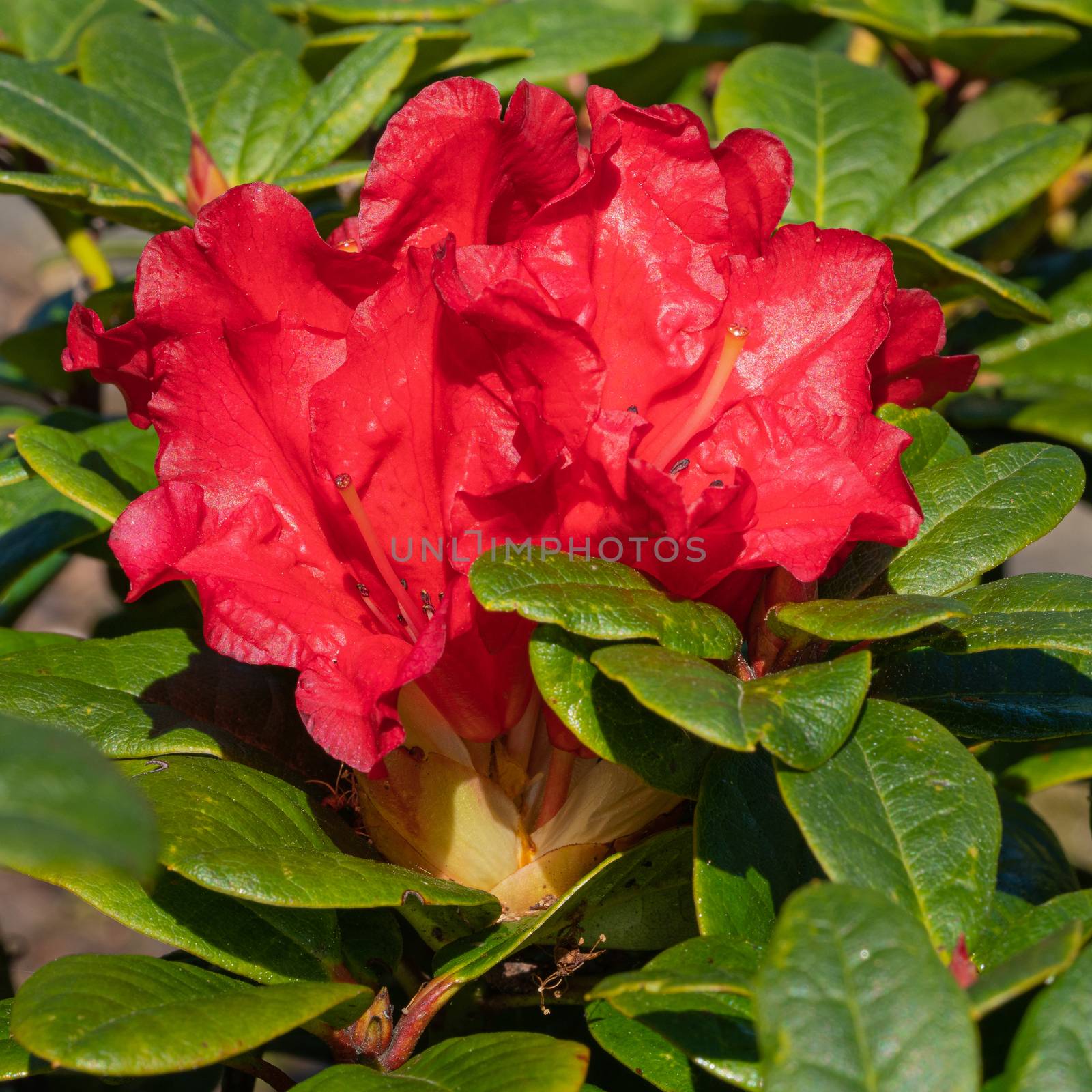 Rhododendron Hybrid Rabatz (Rhododendron hybrid), close up of the flower head