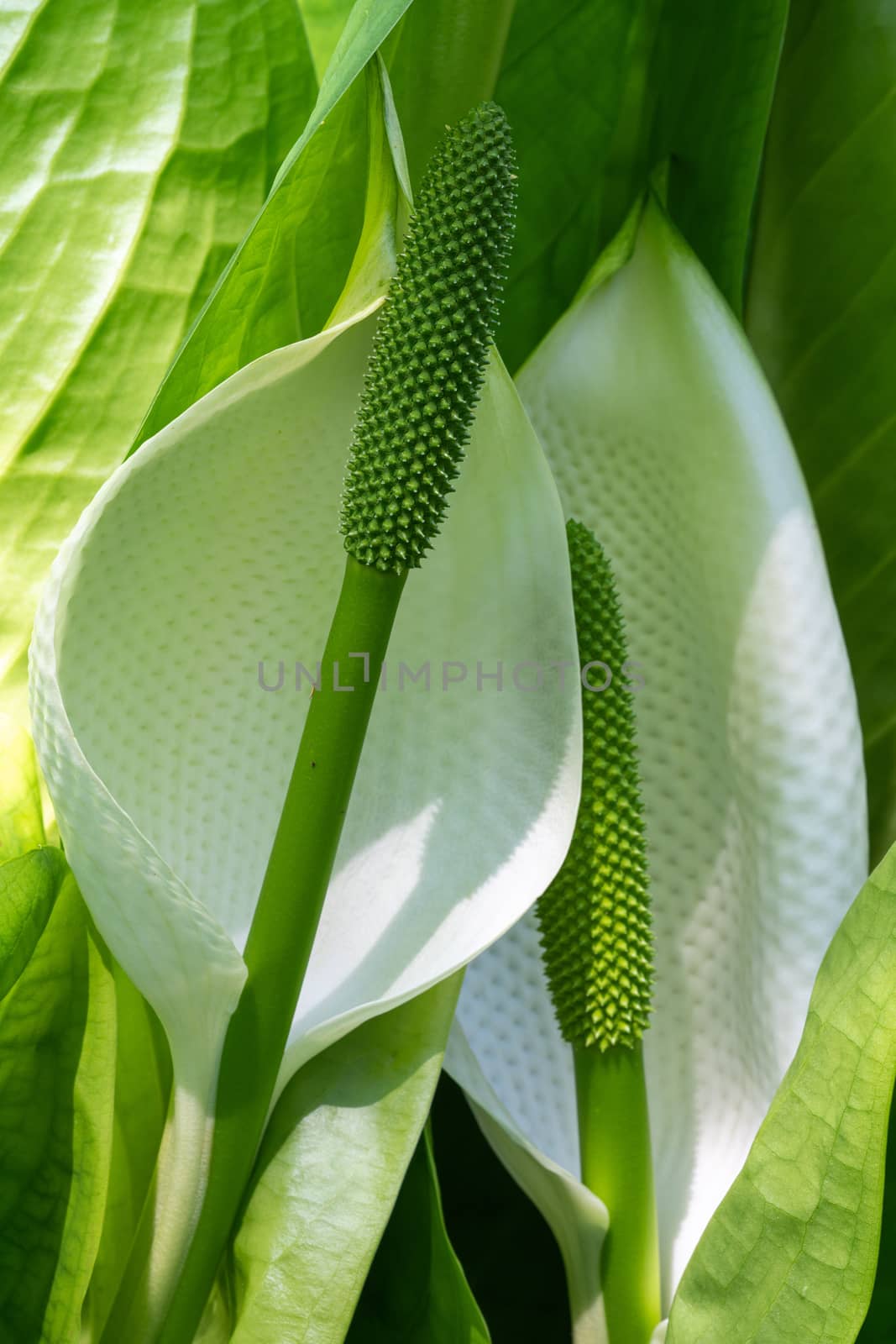 White skunk cabbage (Lysichitum camtschatcense), close up of the flower head