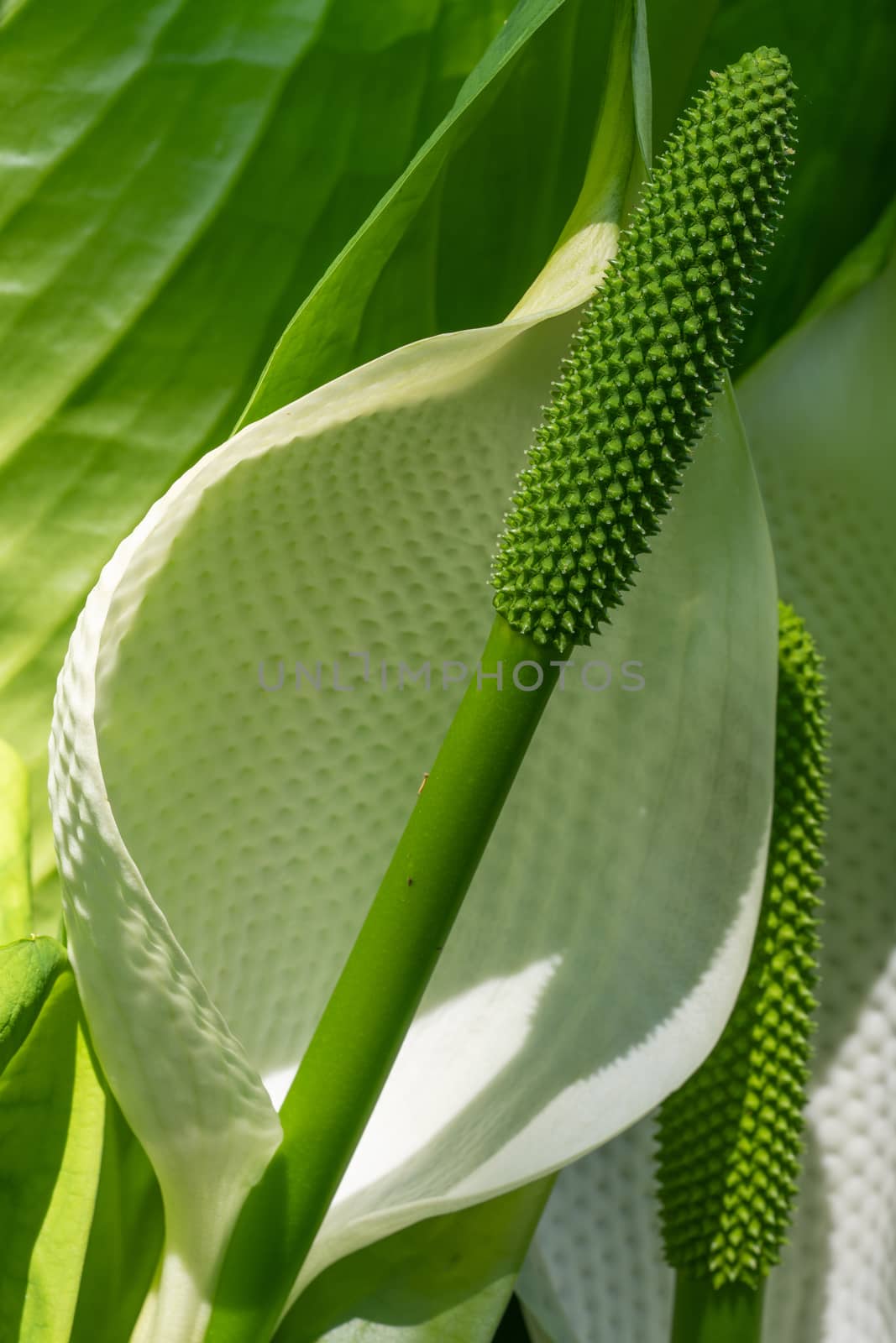 White skunk cabbage (Lysichitum camtschatcense), close up of the flower head