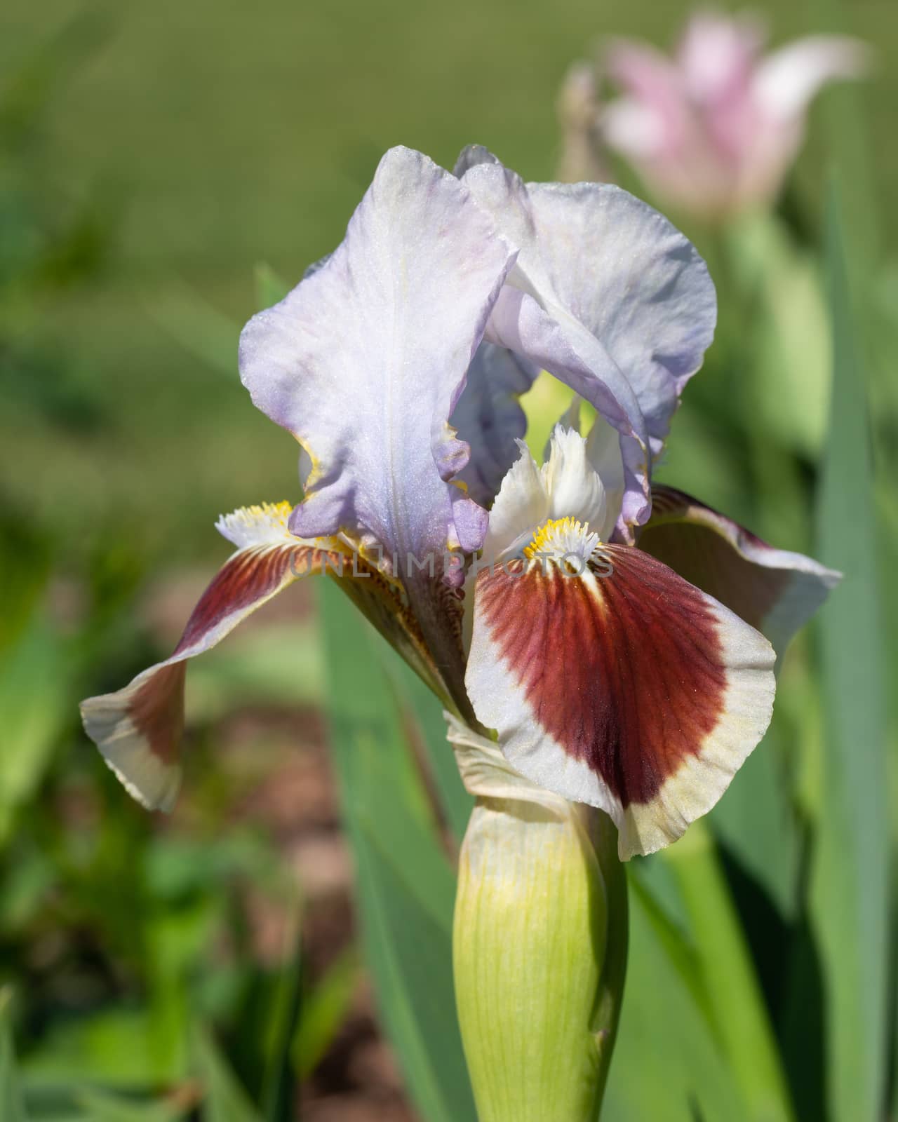 German iris, Iris barbata-nana by alfotokunst