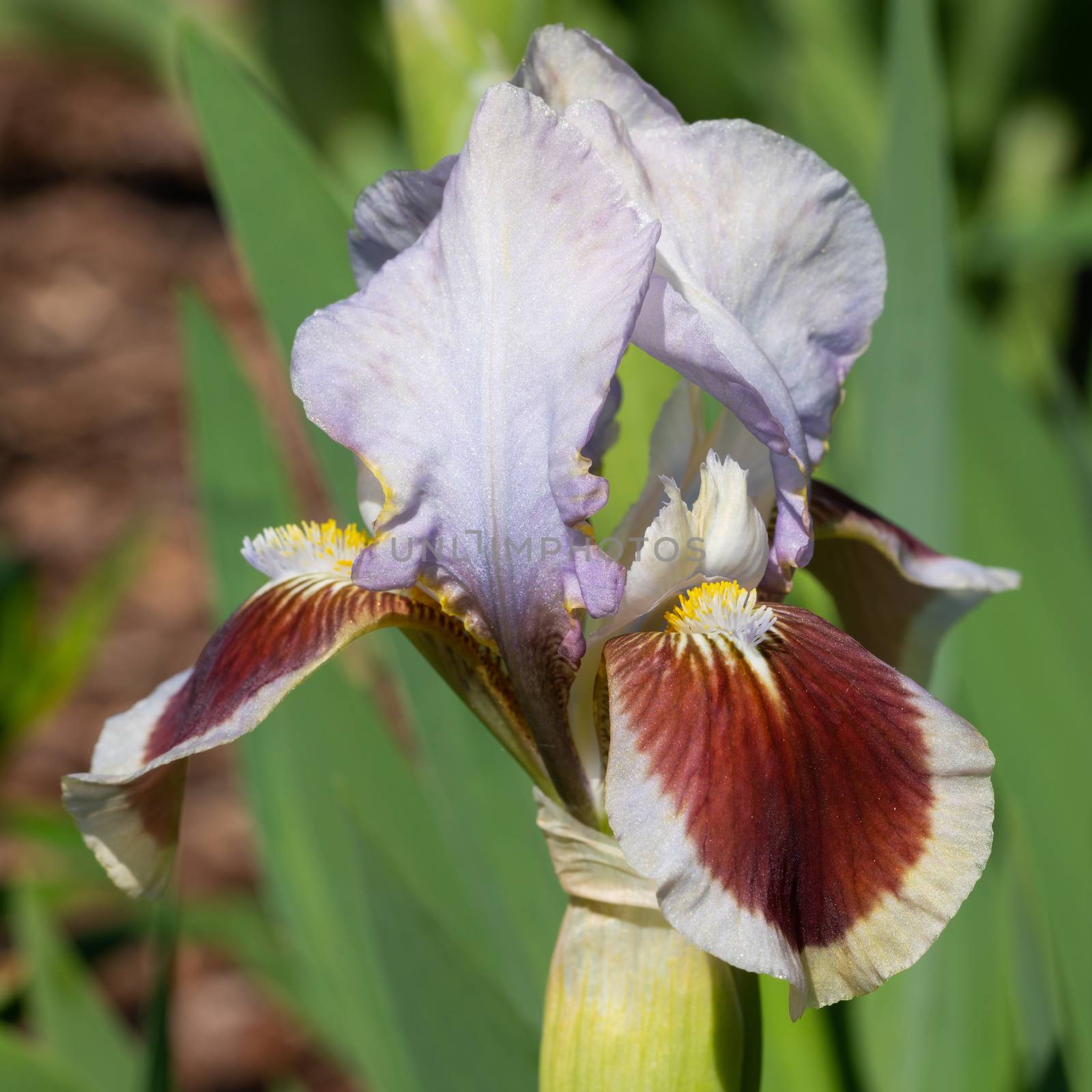 German iris (Iris barbata-nana), close up of the flower head