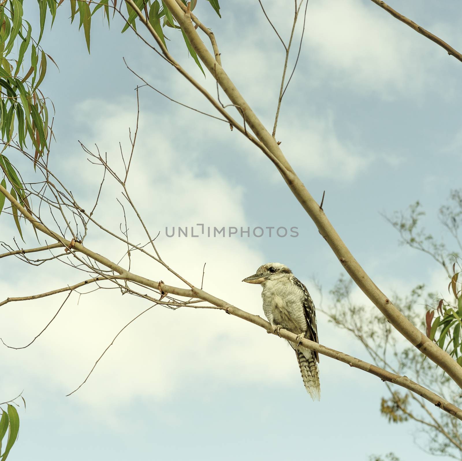 Iconic Australian Kookaburra in a Gumtree by sherj