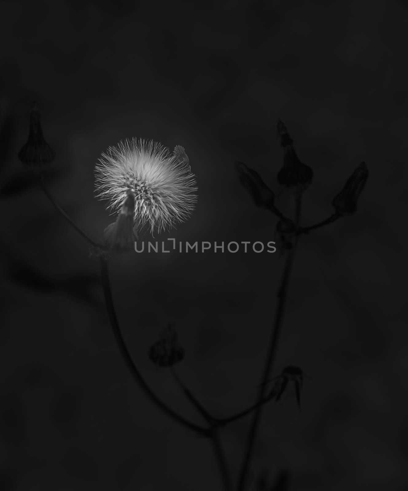 Black and white image of fluffy dandelion blow ball by sherj