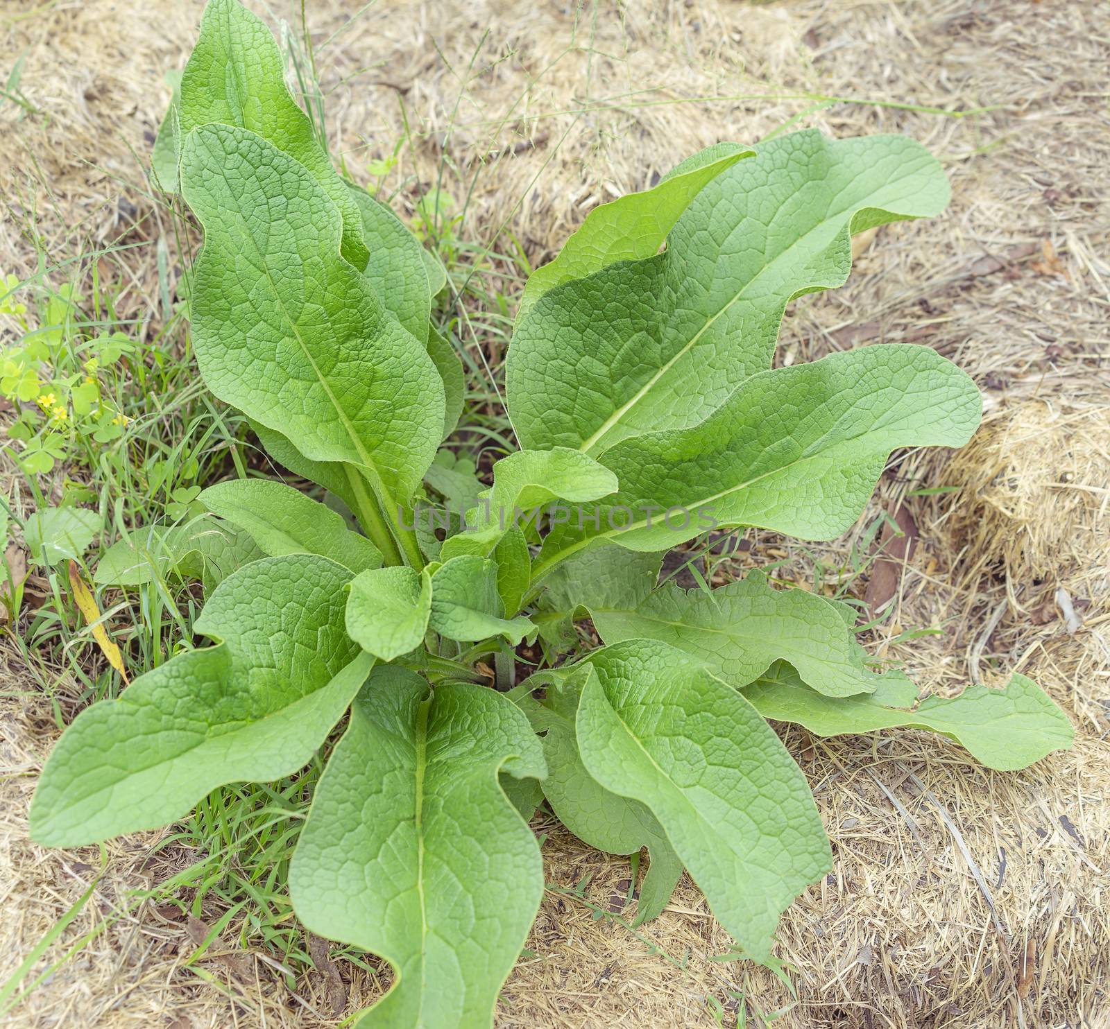 Healthy organic comfrey plant with large green leaves growing in summer