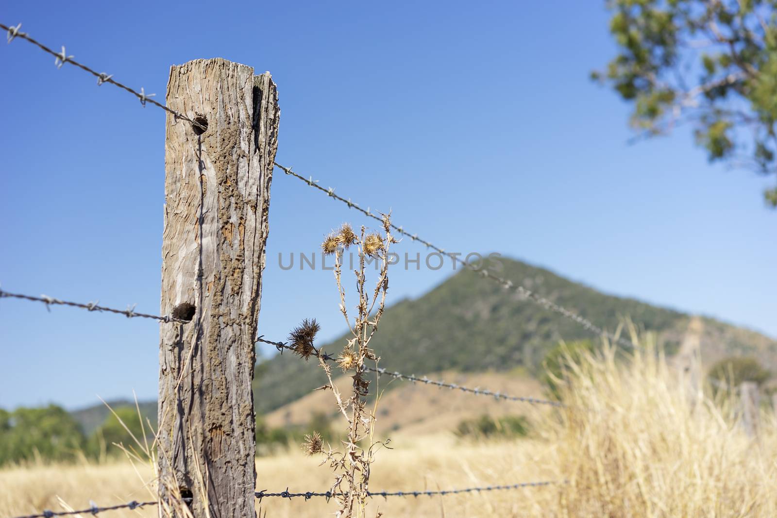 Barbed wire or bobbed wire fence with wooden fence post on agriculture farmland in Queensland Australia