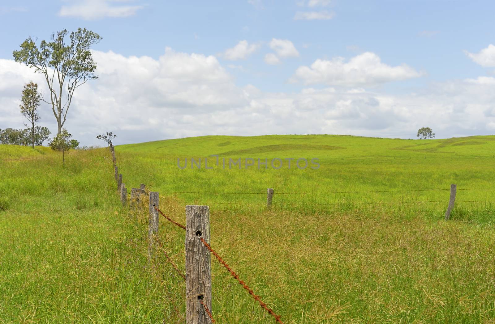 Grazing Paddocks or pastures  in Rural Queensland Australia fenced with barbed wire and wooden posts and growing lush green Rhodes grass for a cattle fodder crop for a country background image