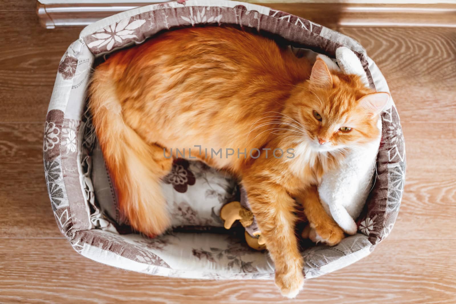 Top view on cute ginger cat sleeping in soft fabric basket with toy. Fluffy pet in cozy home. Domestic animal relaxes.